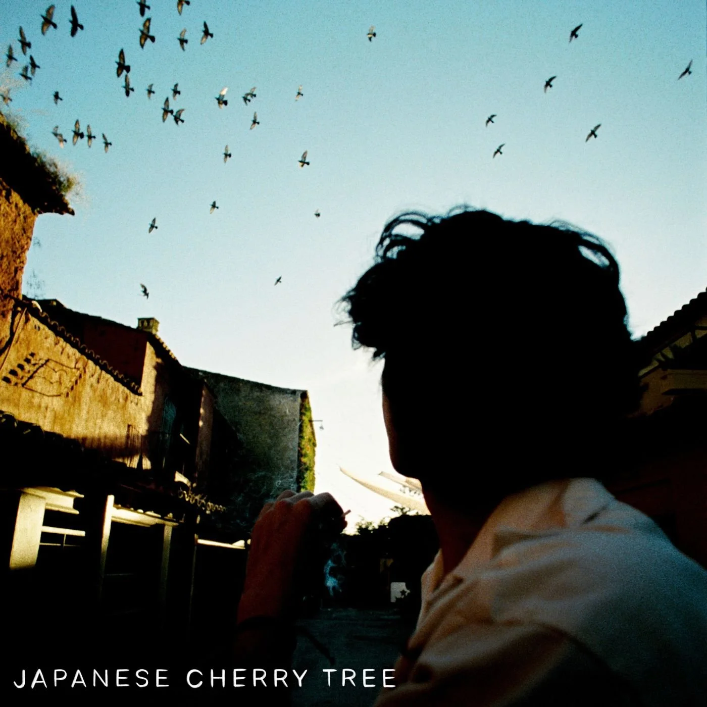 Japanese Cherry Tree