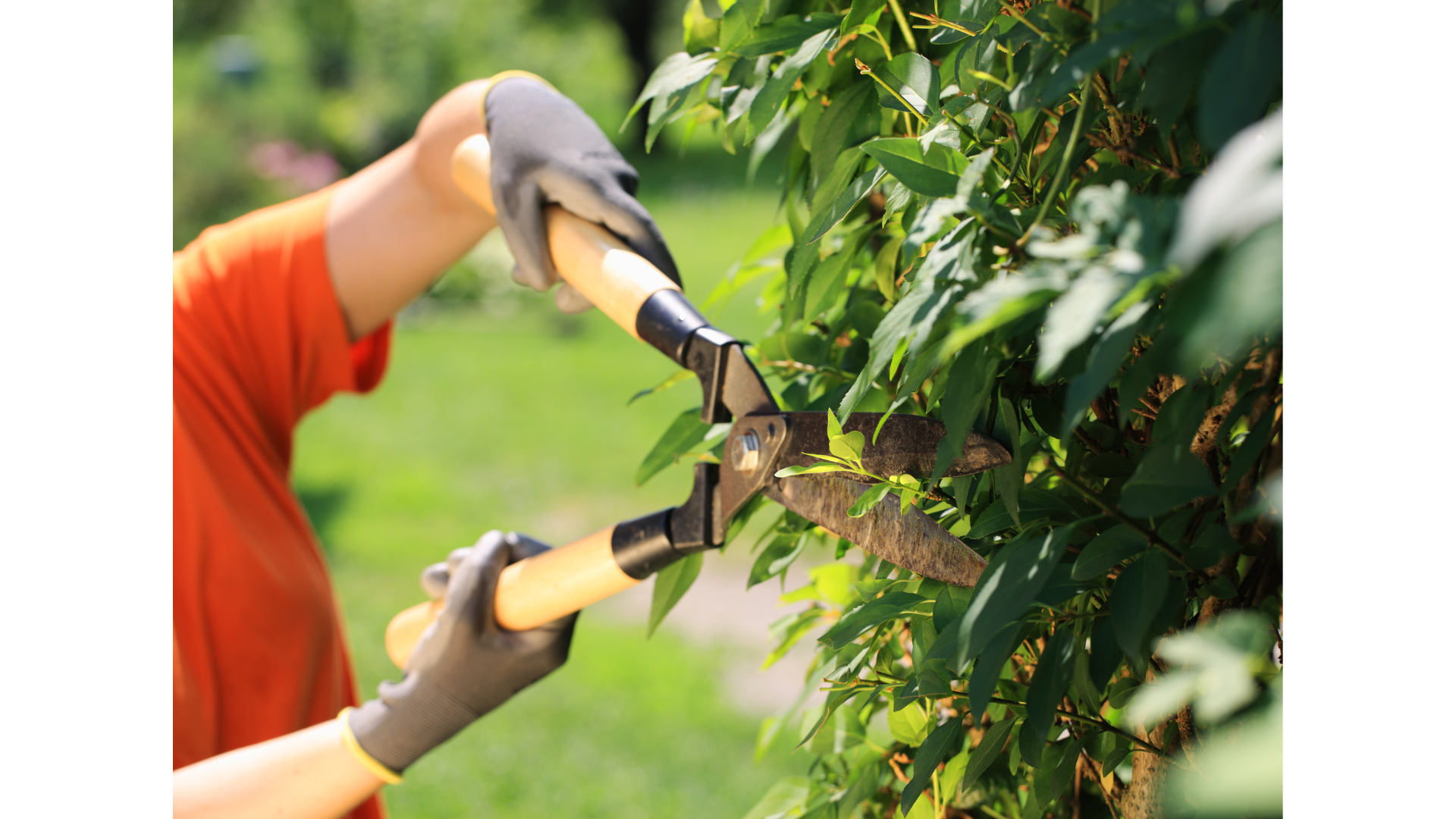 Person trimming a green bush with garden shears on a sunny day.