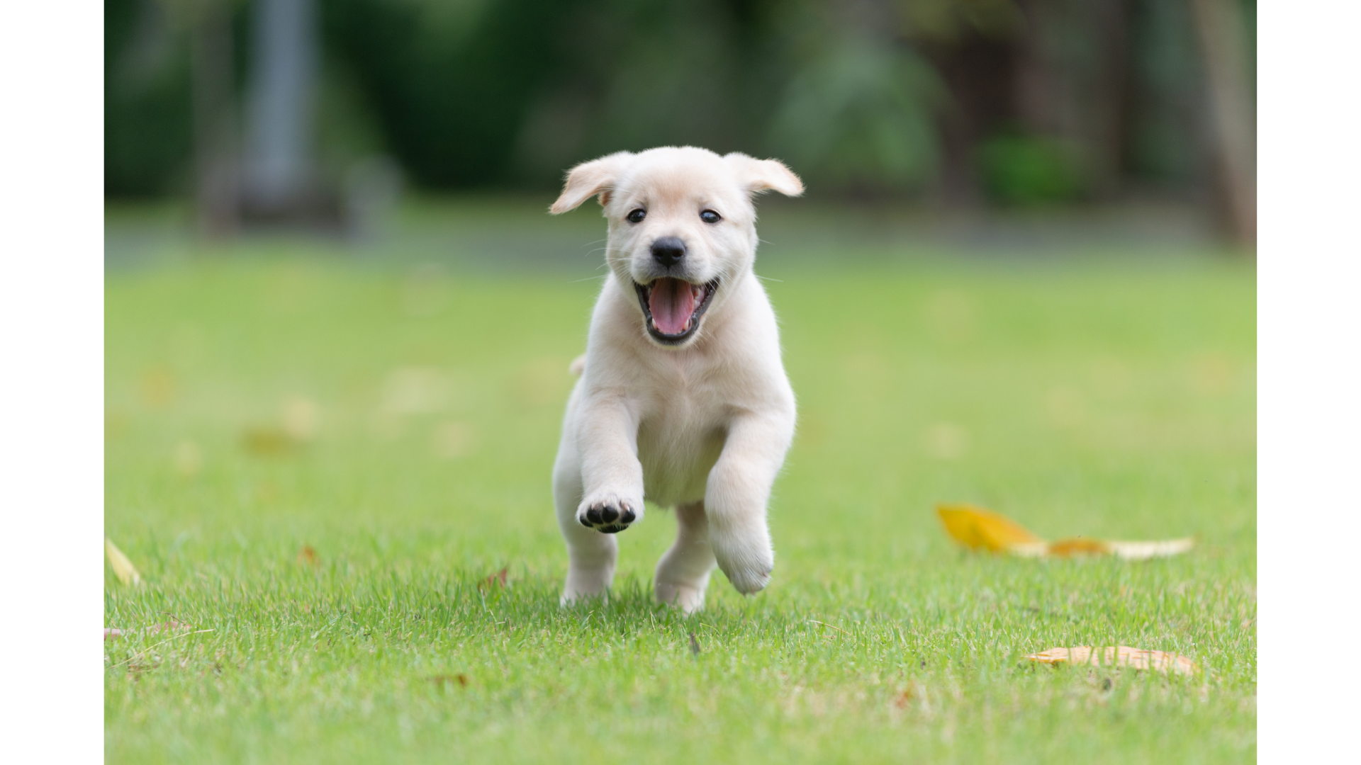 Cute yellow Labrador puppy running on green grass with a happy expression.