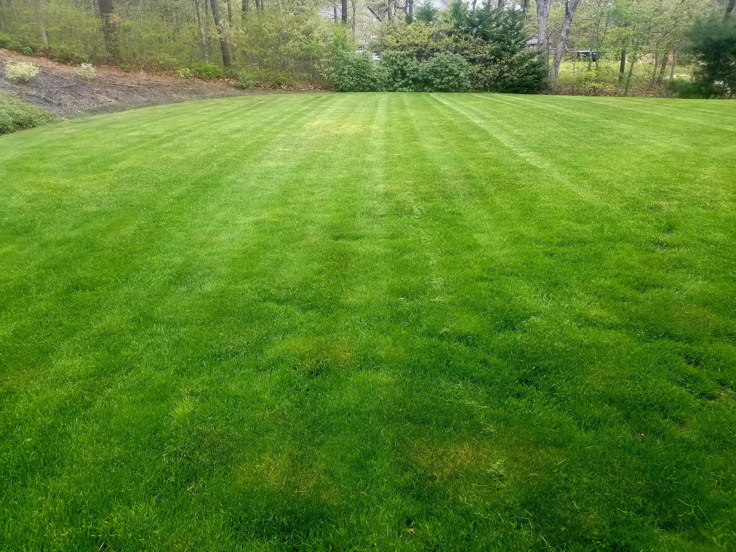 A well-maintained, expansive green lawn with striped grass, surrounded by trees and shrubs in the background.