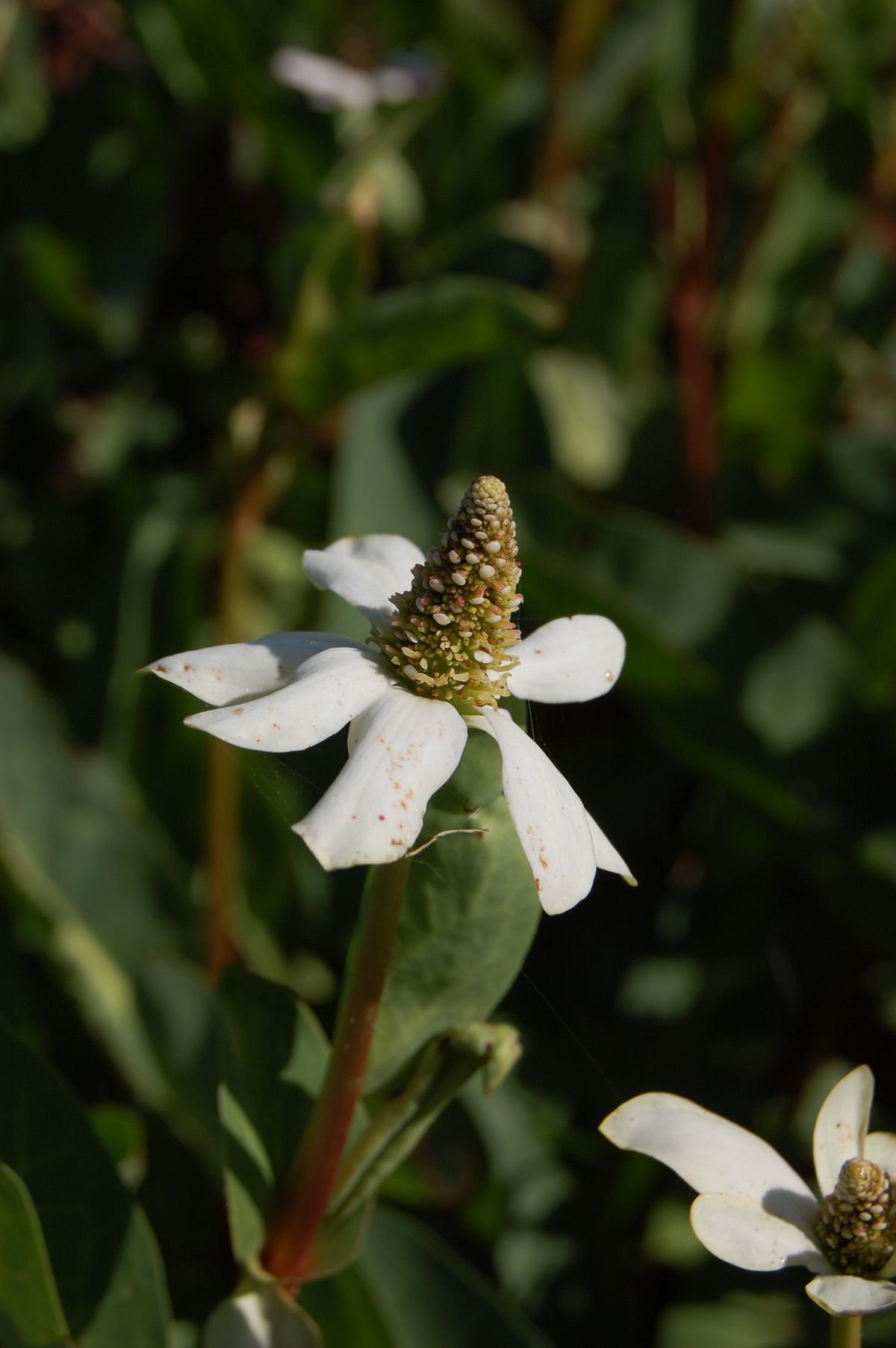 Close-up of a white flower with a cone-shaped cluster of small flower parts in the center, surrounded by white petals.