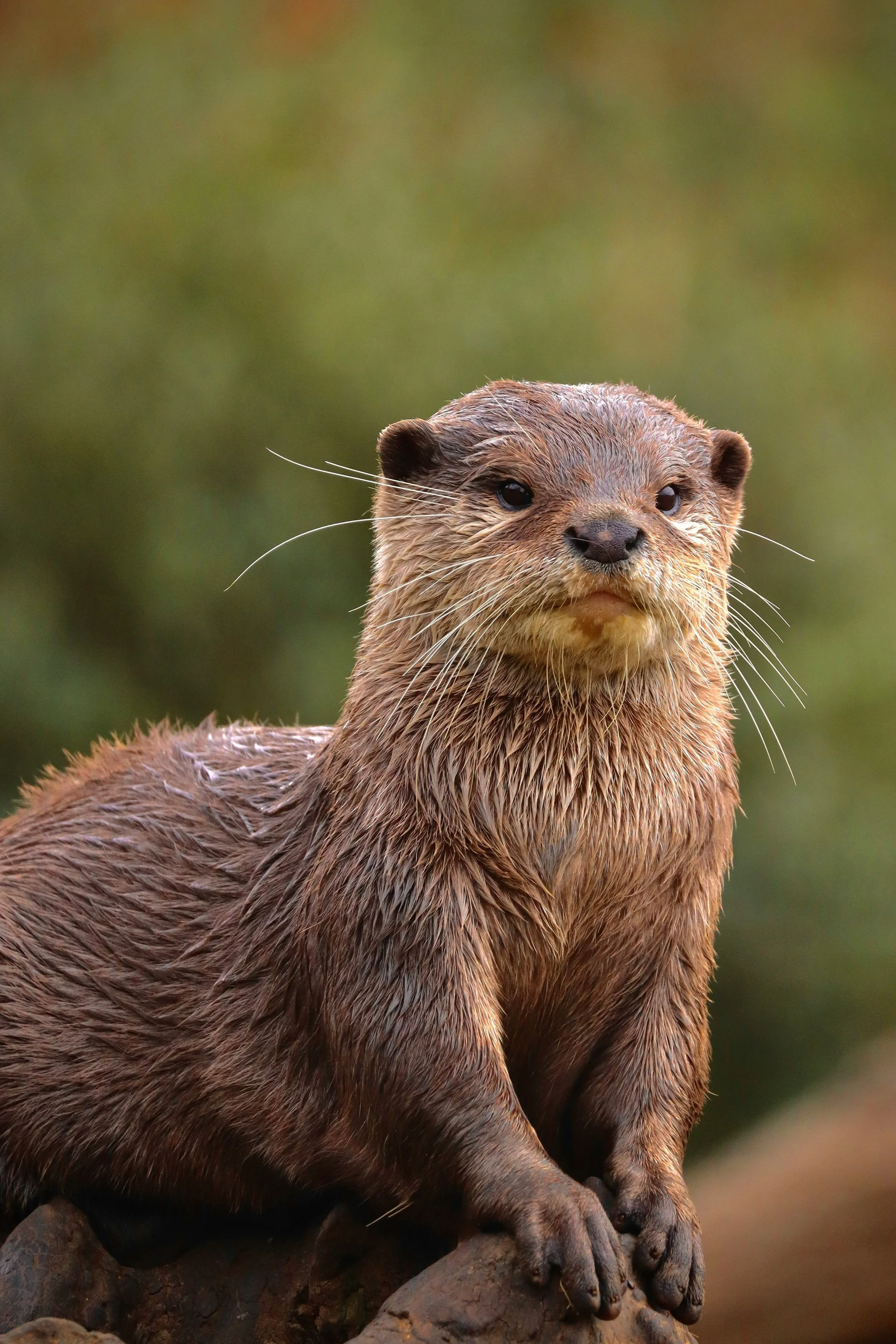 Yoga teacher training led by Deb Buck in Colorado, emphasizing presence and depth