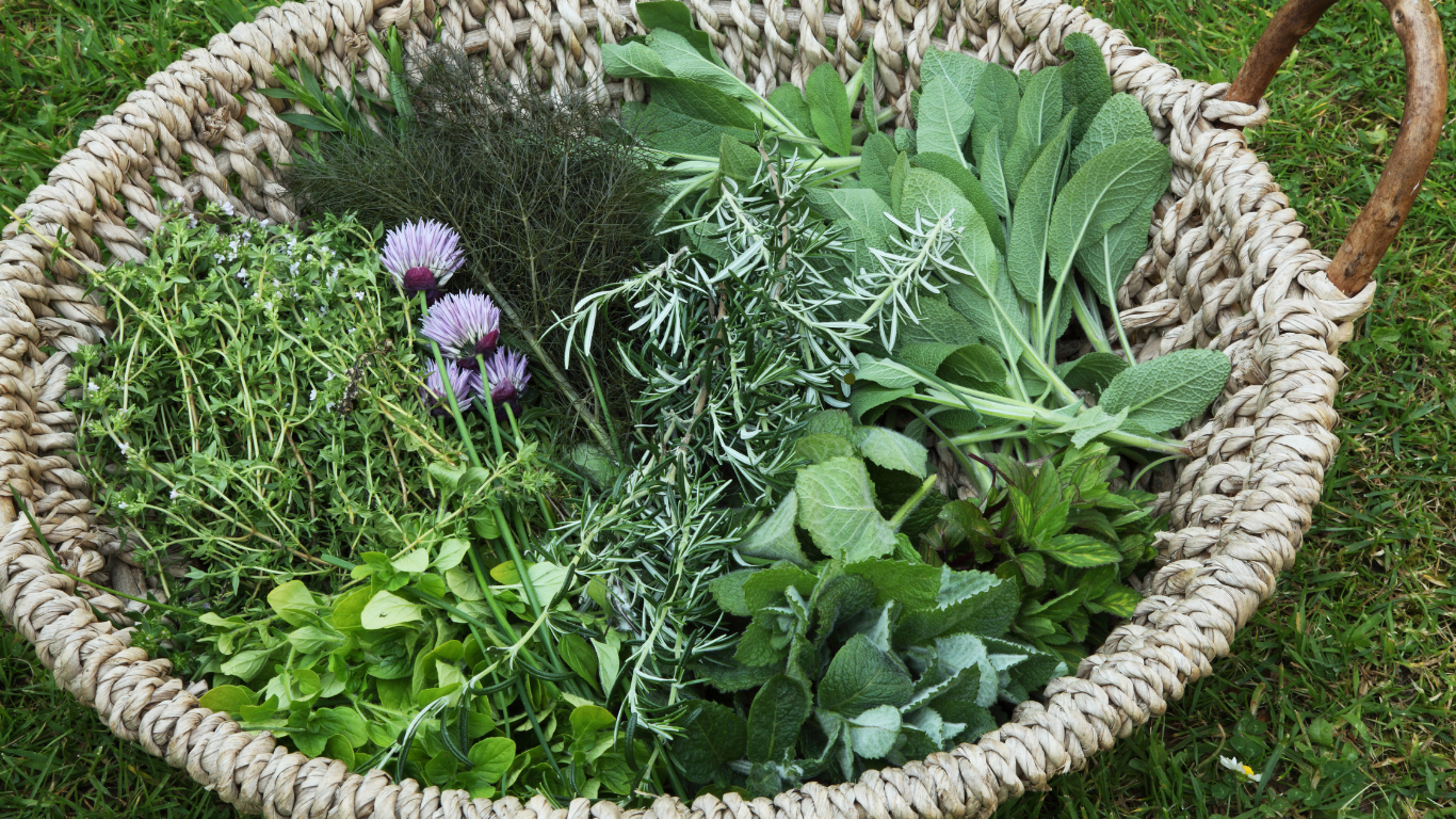 holistic education weaving yoga, herbs, and embodied awareness