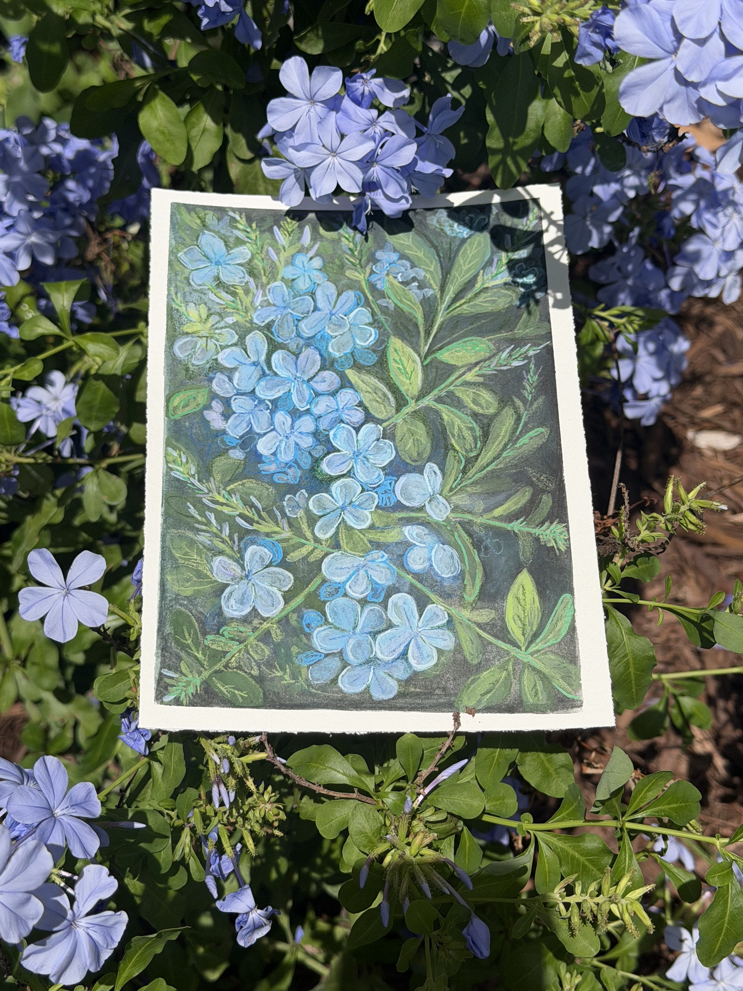 A botanical illustration of blue plumbago with green leaves, placed among real plumbago shrub.