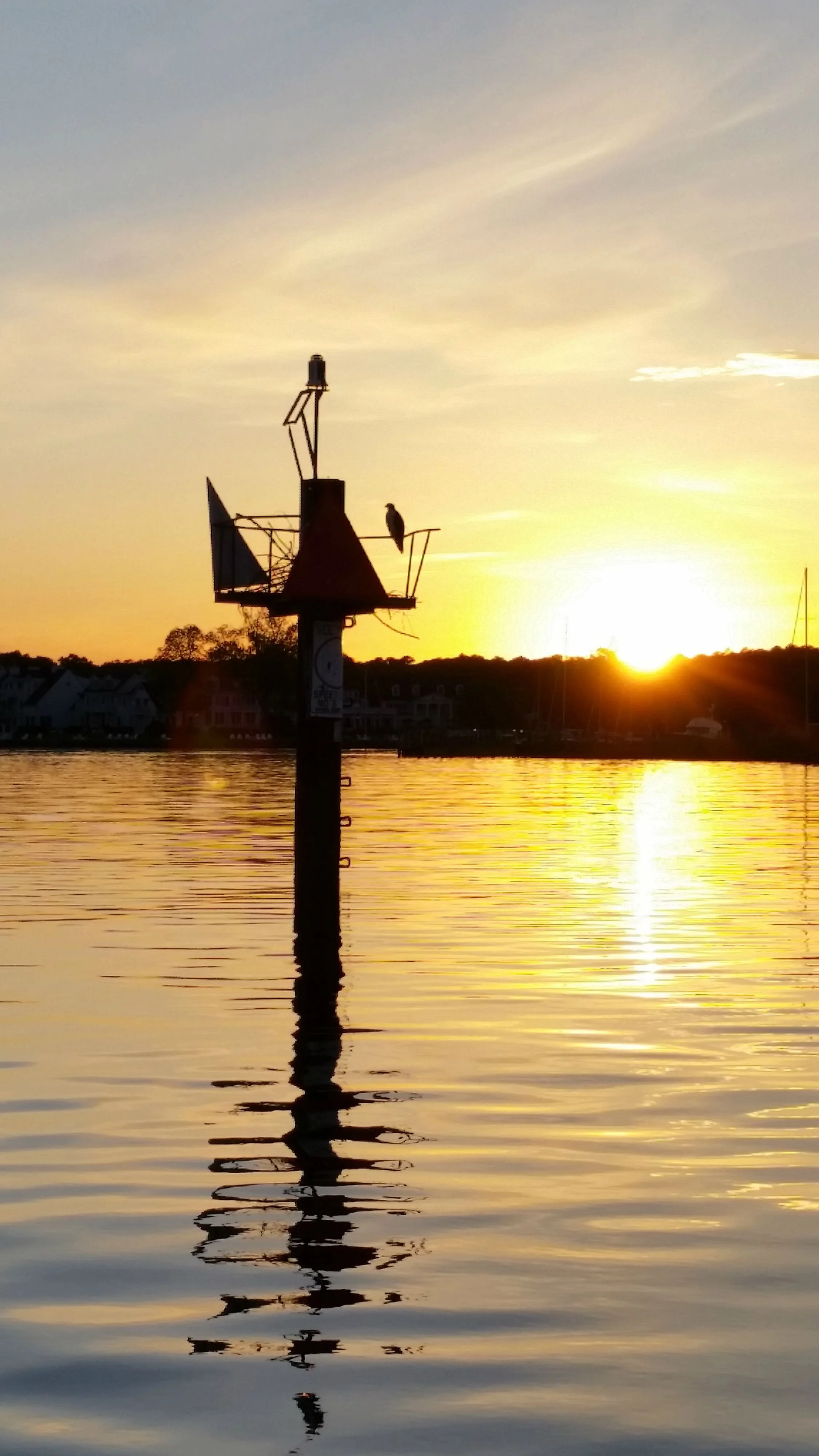 Osprey flying over calm waters at sunset near Shelter Island, New York, with vibrant sky colors captured during a Sail Selina NY sailing adventure.