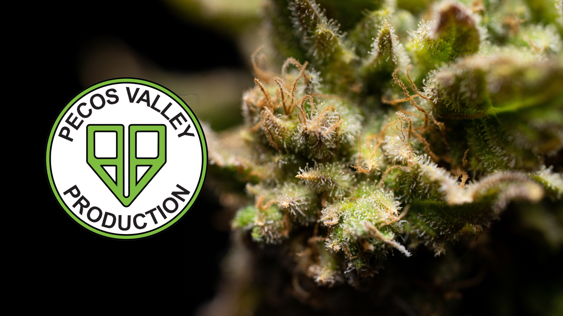 PECOS VALLEY PRODUCTION | 5 YEARS IN THE MAKING