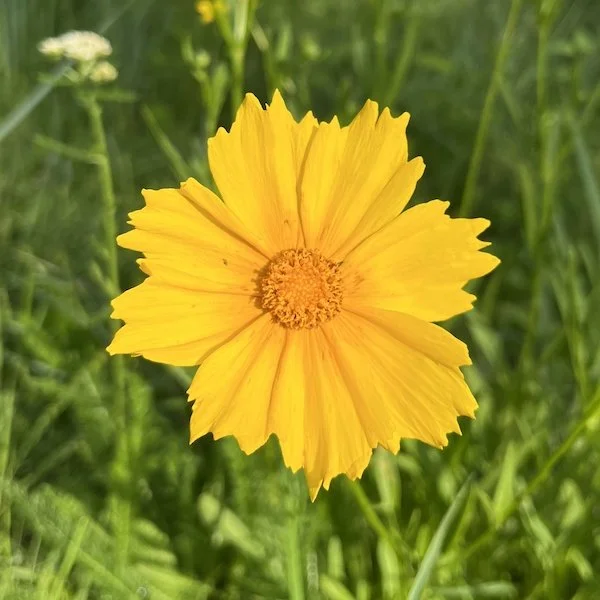 Lanceleaf tickseed (Coreopsis lanceolata) with yarrow (Achillea millefolium) in the background.