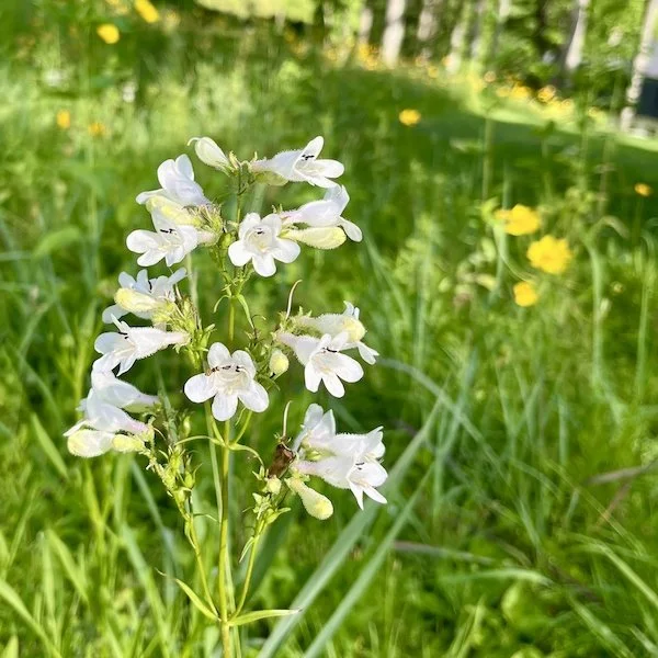 Foxglove beardtongue (Penstemon digitalis) supports several native pollinators.