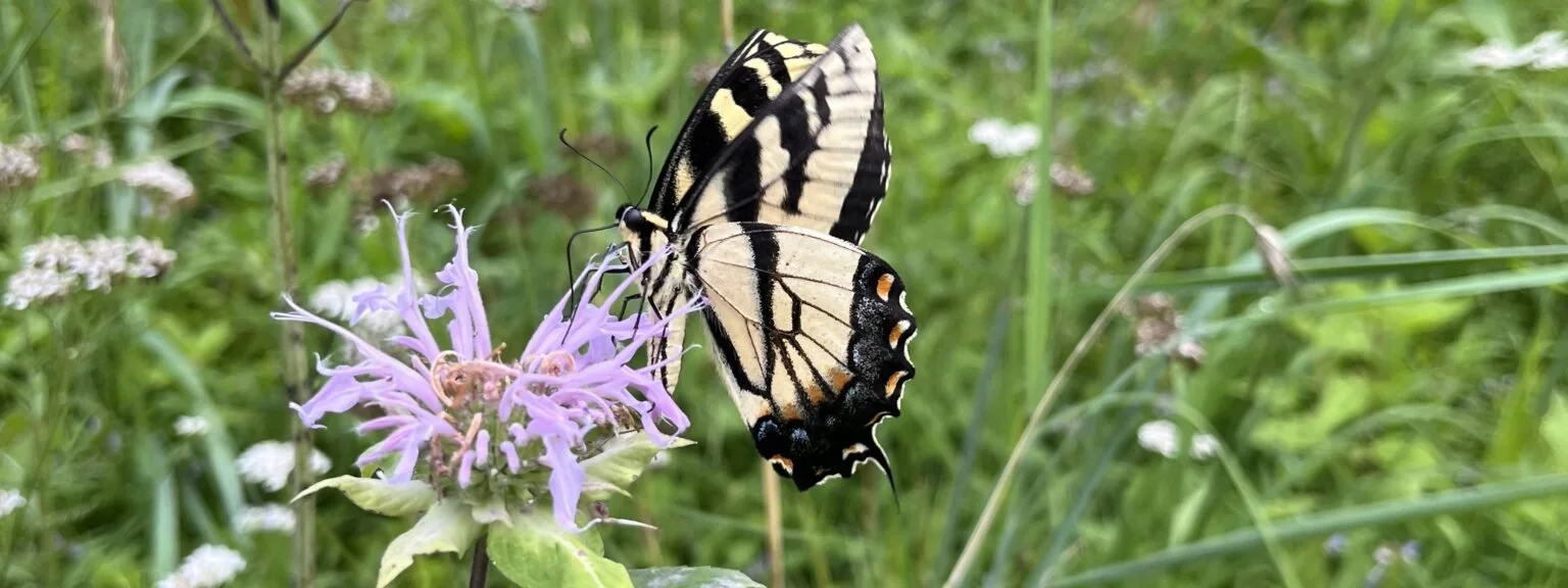 An eastern tiger swallowtail (Papilio glaucus) on wild bergamot (Monarda fistulosa)