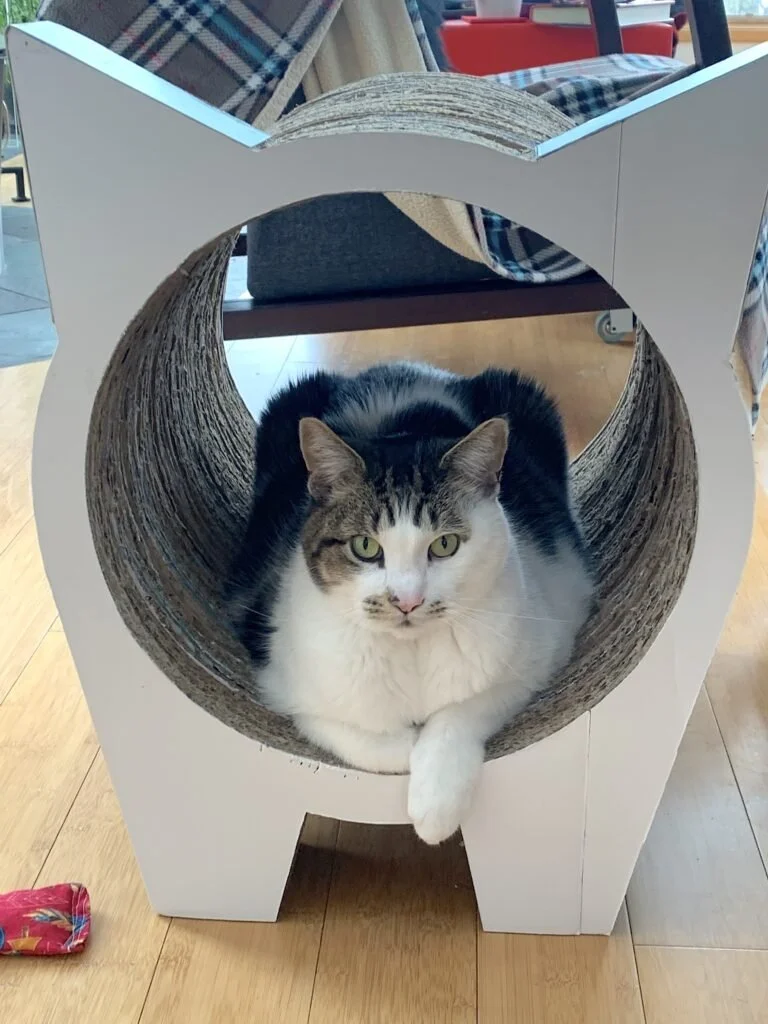  Milo 