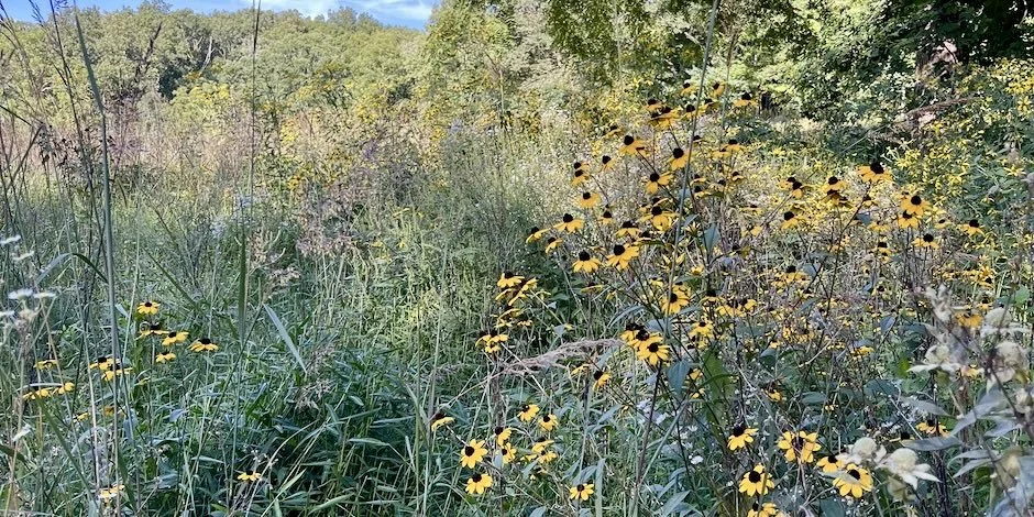 Meadows