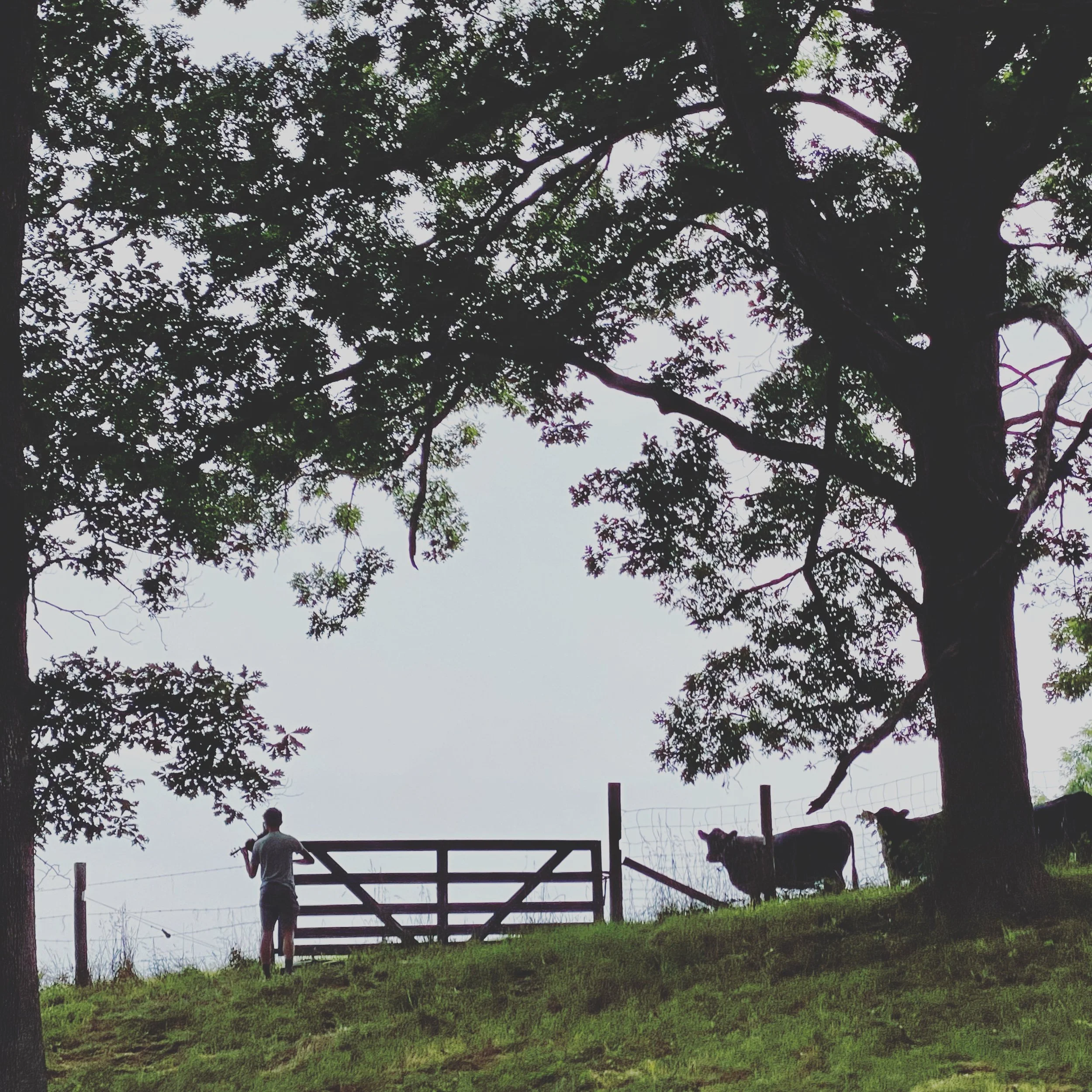 2021 Fellow Josh Liu serenading cows.JPG