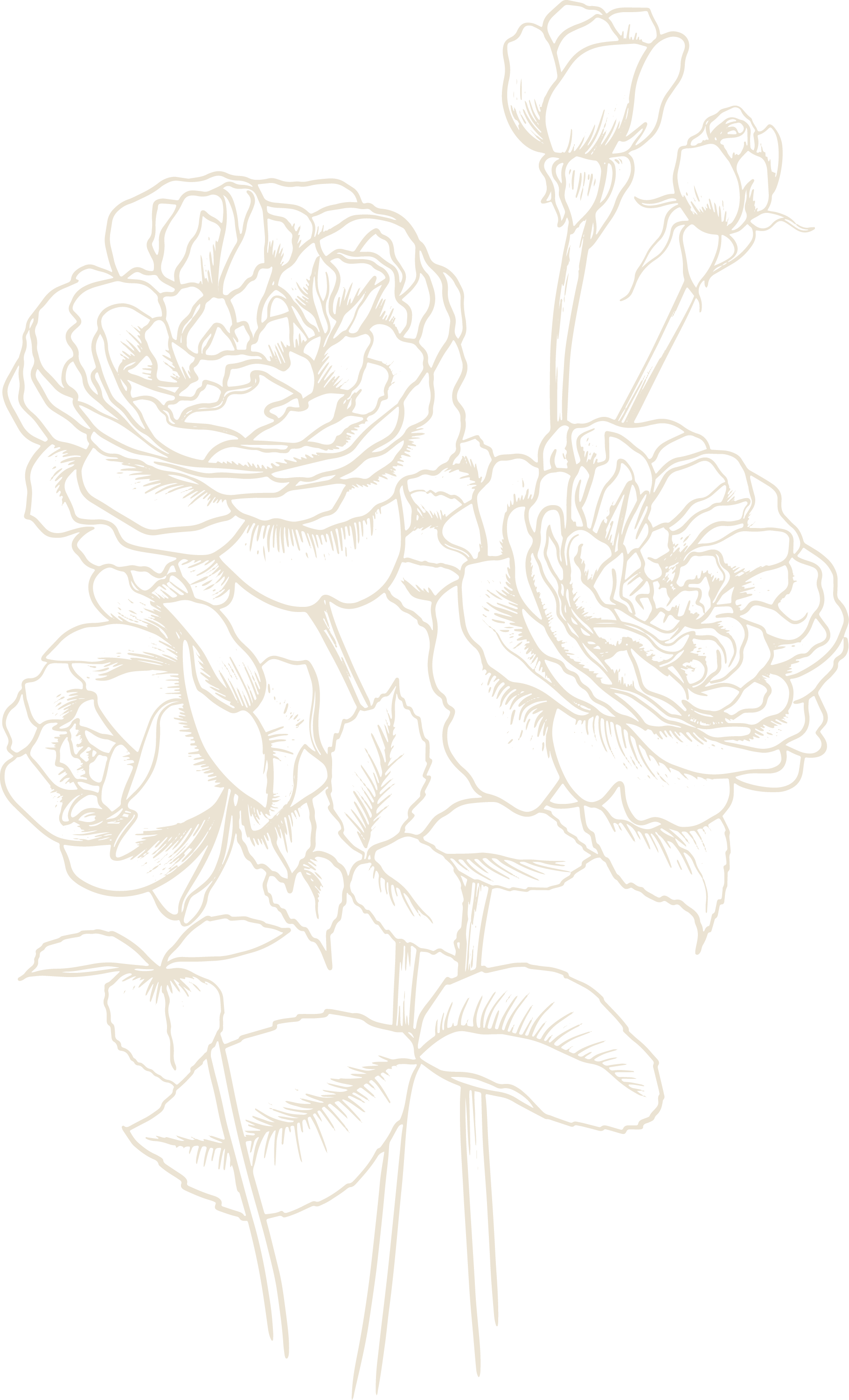Black and white line drawing of a bouquet of roses and rosebuds on a black background.
