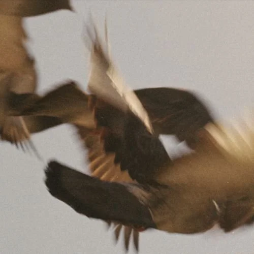 A bird of prey in mid-flight against a cloudy sky.