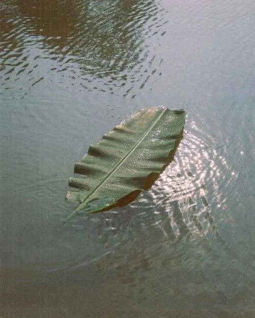 A large green banana leaf floating on calm water with reflections and ripples.