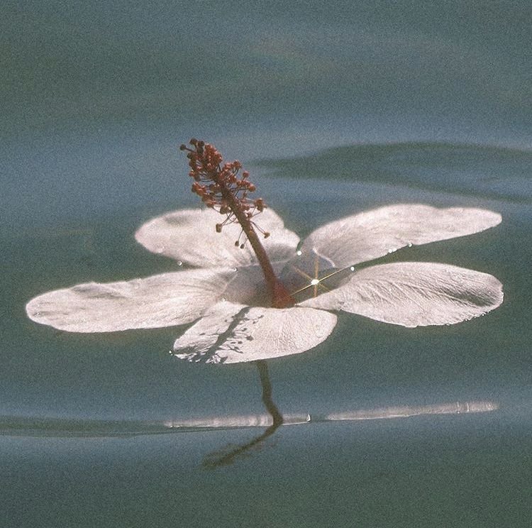A white hibiscus flower floating on water with its reflection visible, a red stamen and a few water droplets on the petals.