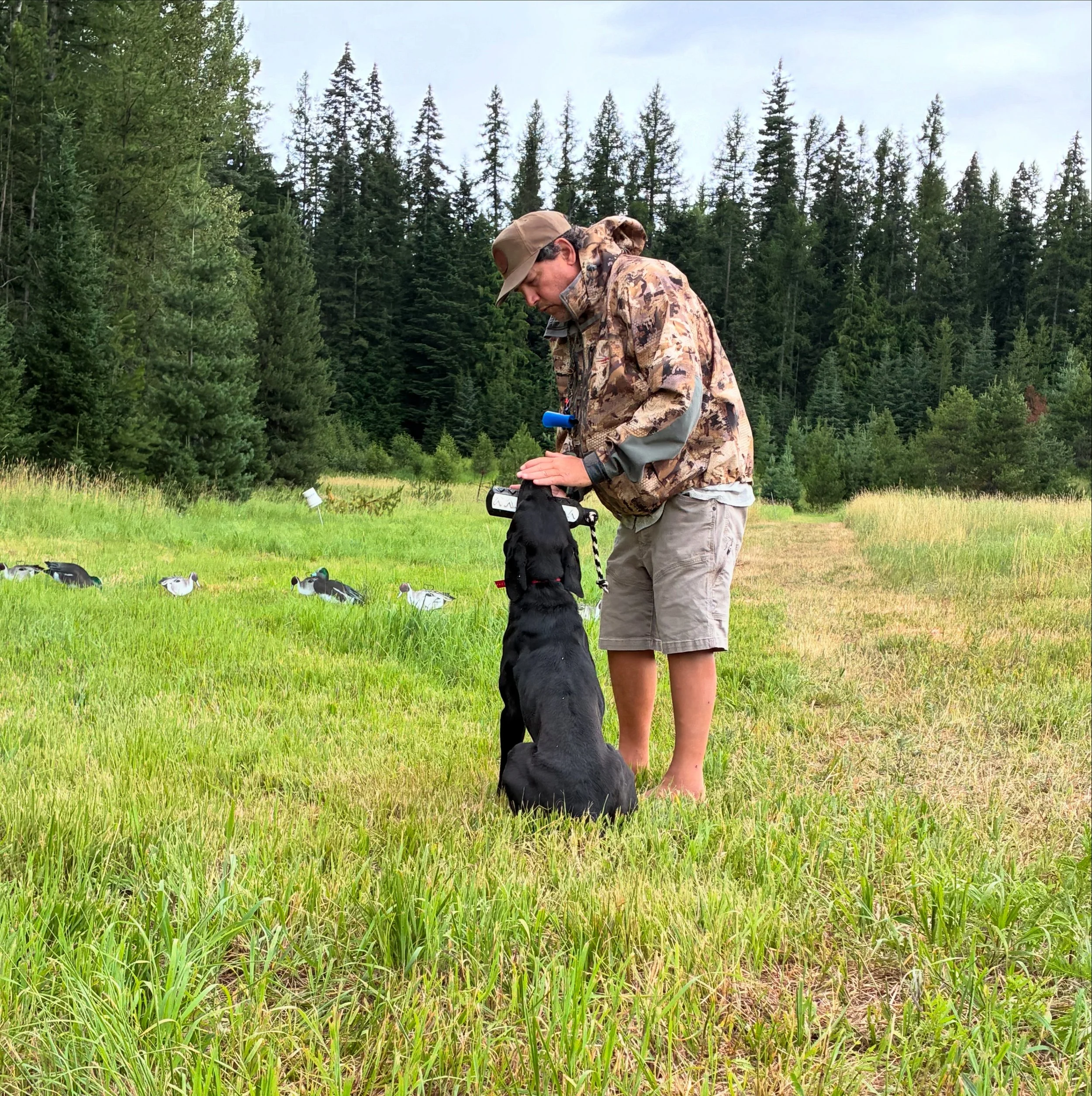 Dog Training | On Site