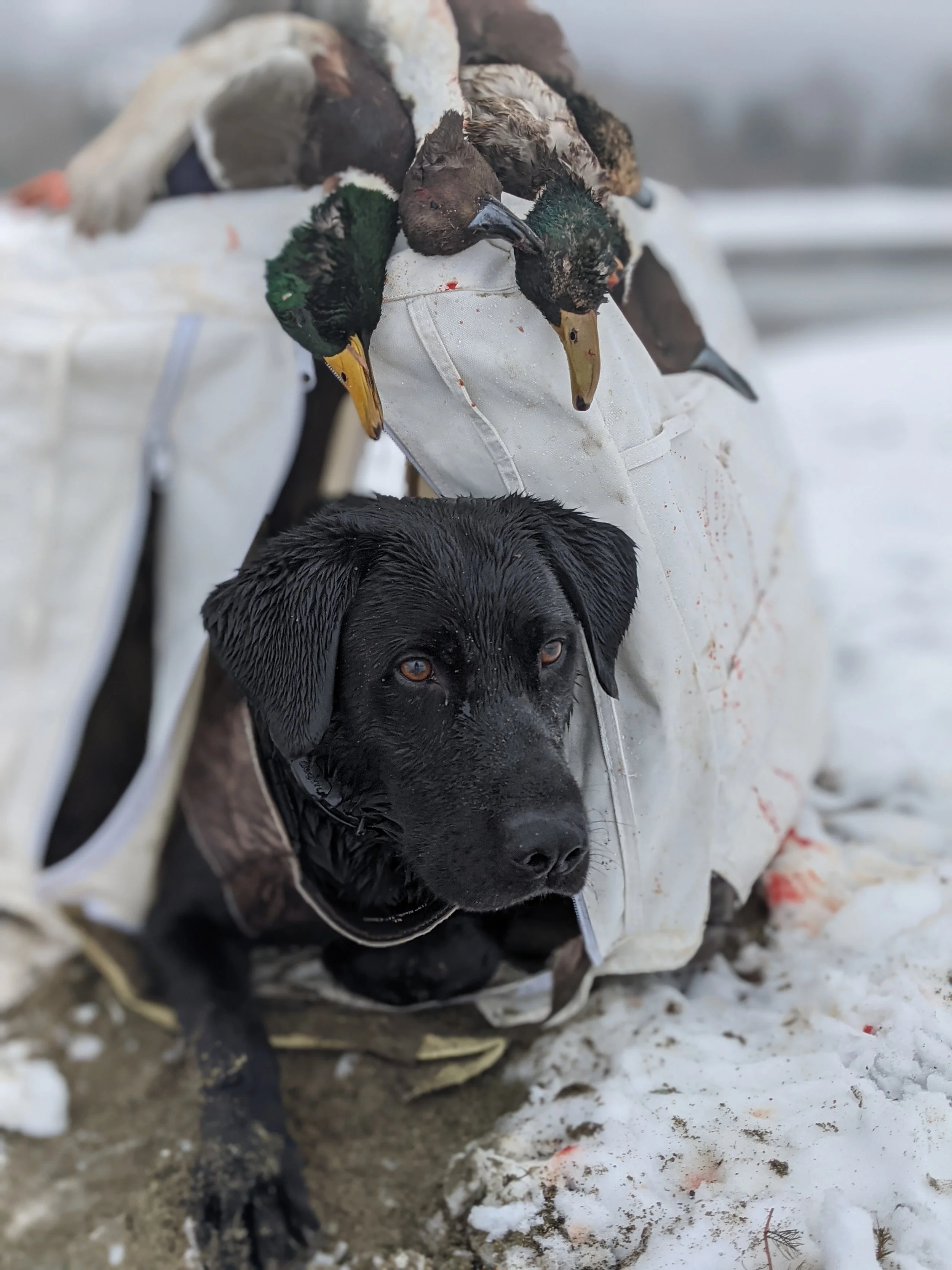 A black Labrador retriever sitting on snow, wearing a camouflage vest, with decoys placed as if they are flying overhead on the ground.