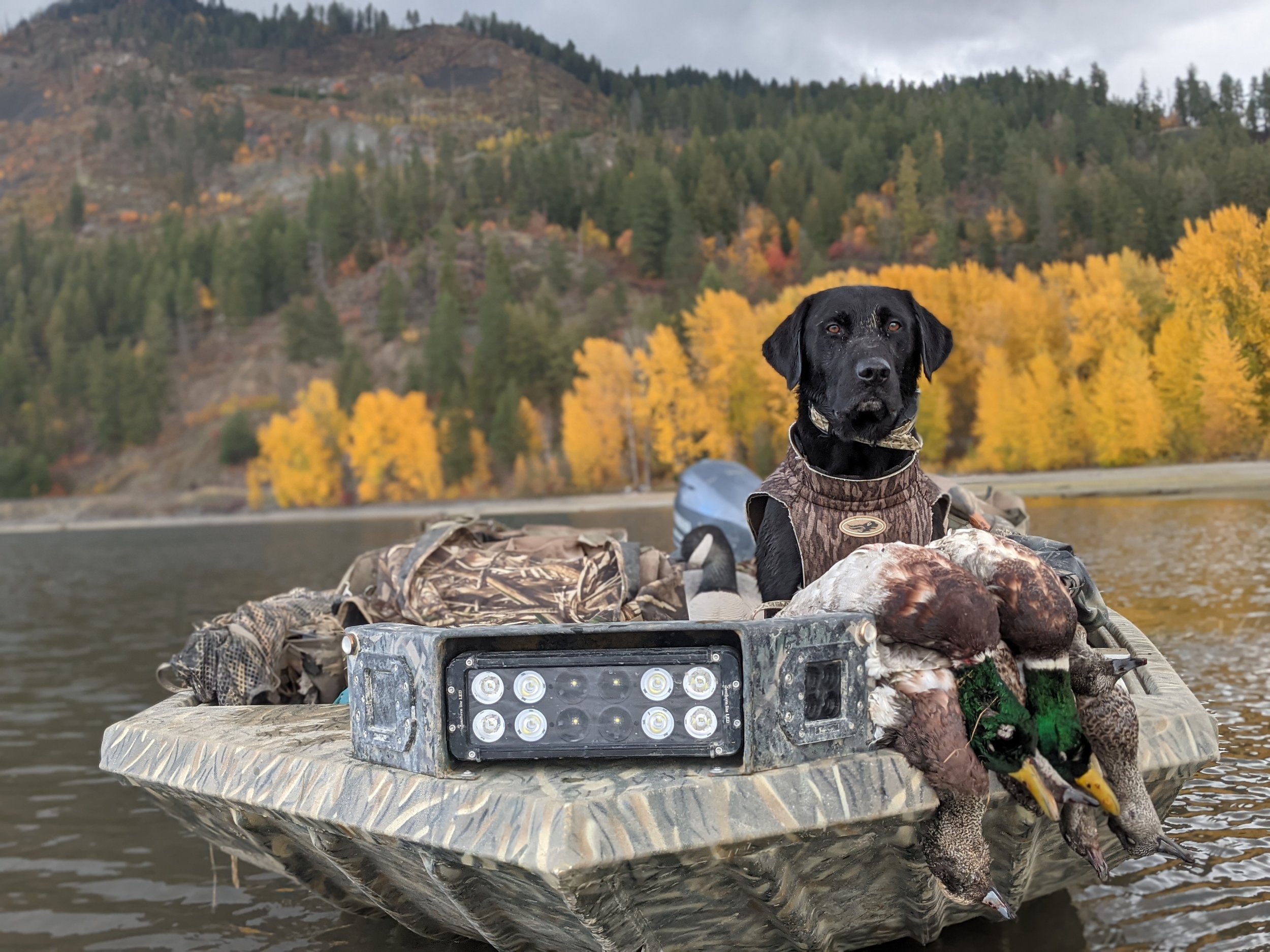 A black labrador dog wearing a camouflage vest sitting on a camo boat, holding five ducks in its mouth, on a river with a backdrop of colorful autumn trees and mountains.