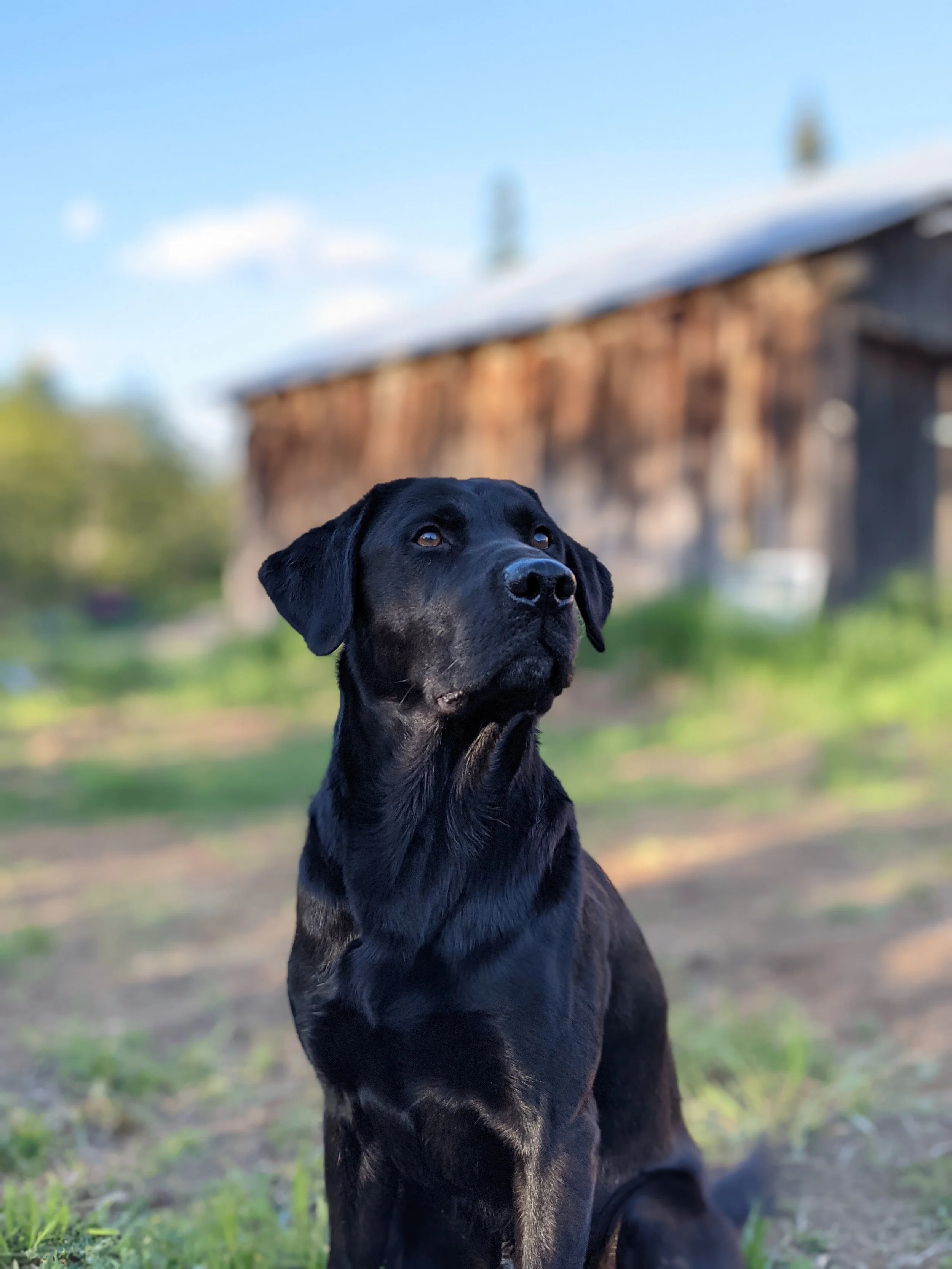 A black Labrador Retriever dog sitting outdoors with a rustic barn in the background on a bright, sunny day.