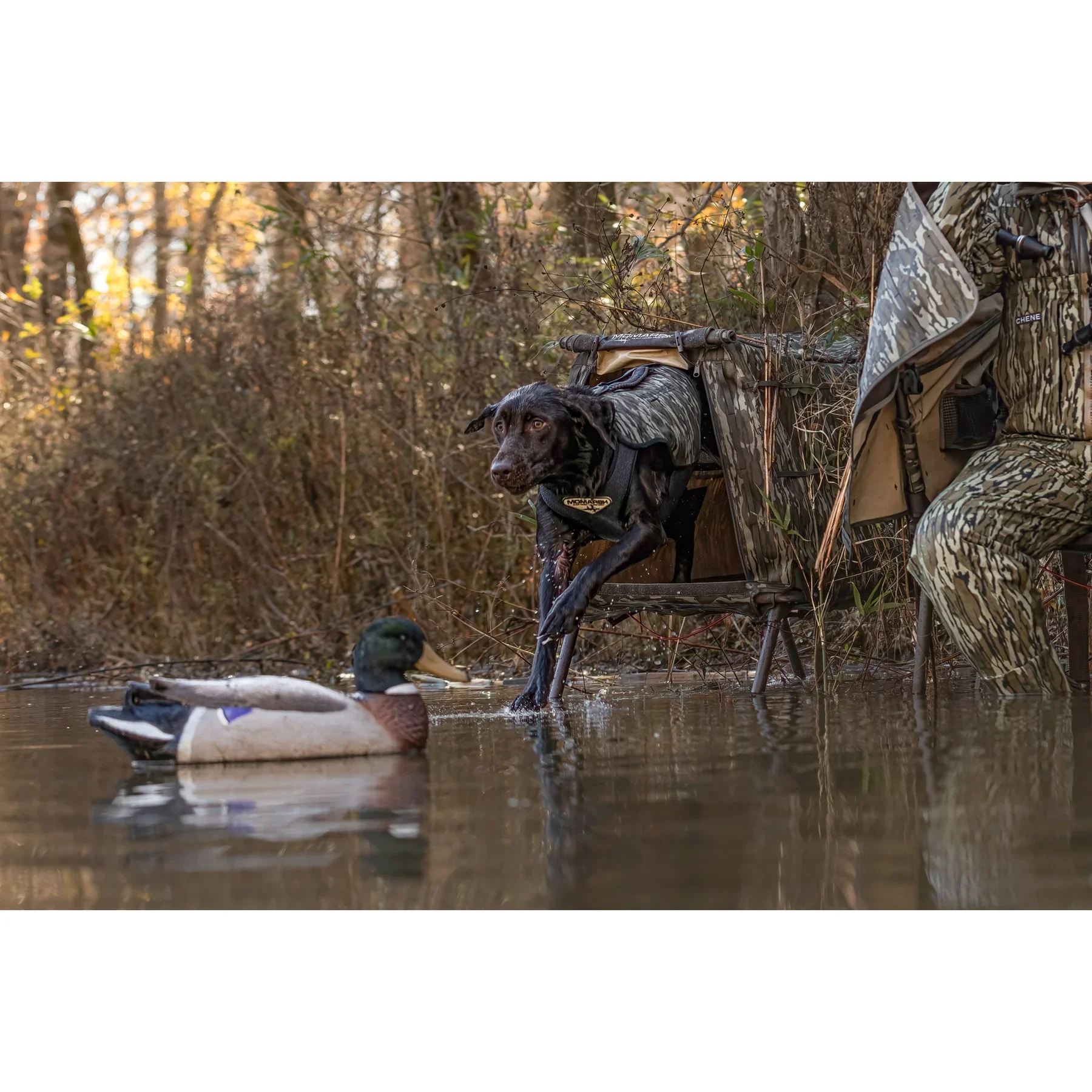 34016_field_3_1800x1800.webp