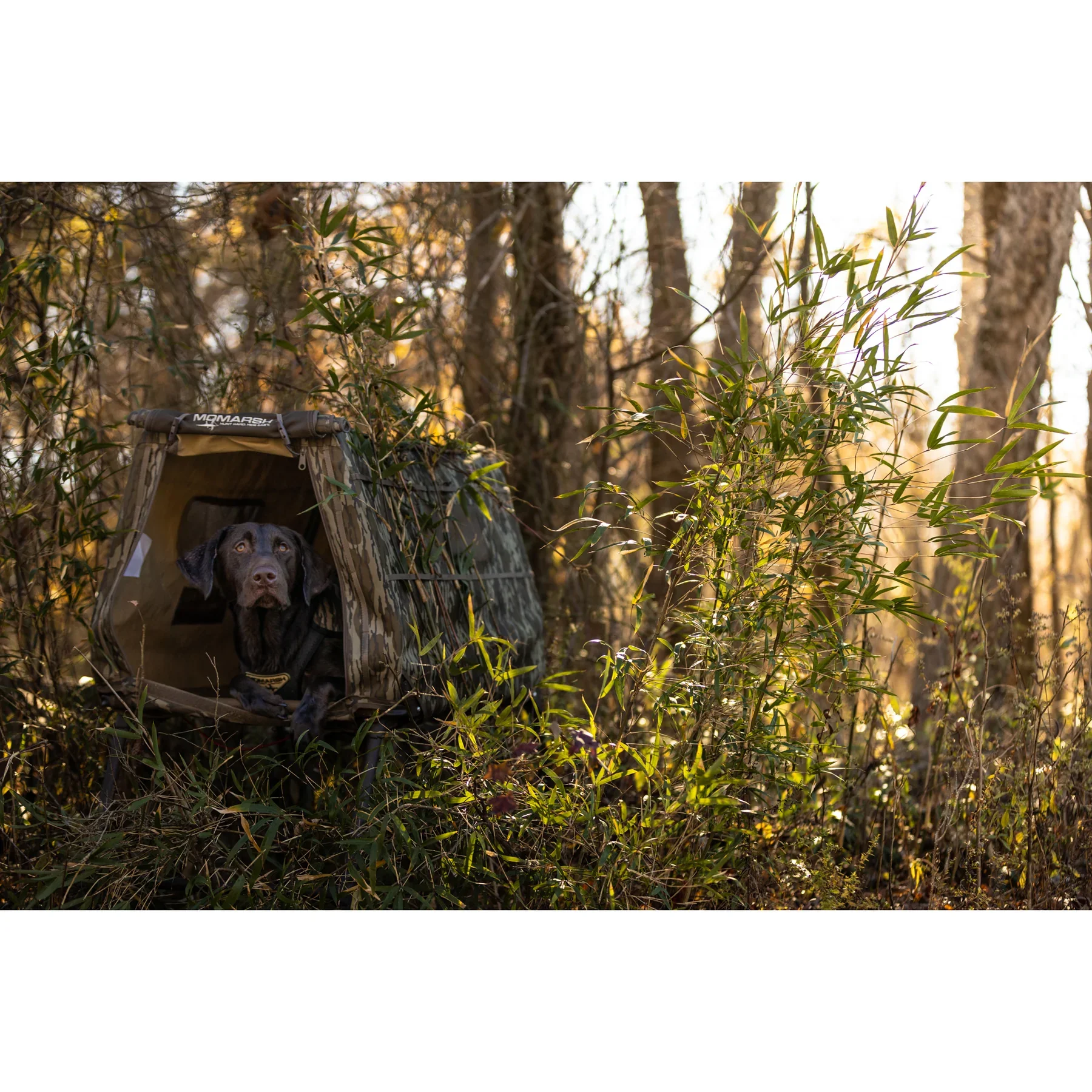 34016_Field_1_1800x1800.webp