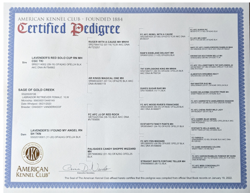 A certified pedigree certificate for a dog from the American Kennel Club, including the dog's lineage and registration details.