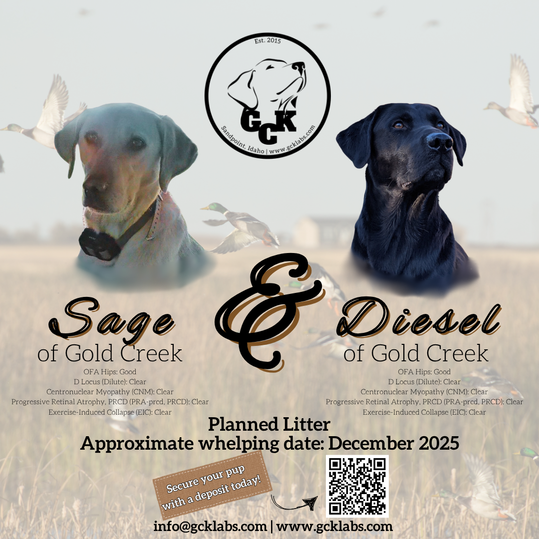 Flyer for Gold Creek kennel featuring two dogs, Sage and Diesel, with ponds and flying ducks in the background, and contact and QR code for planned litter.