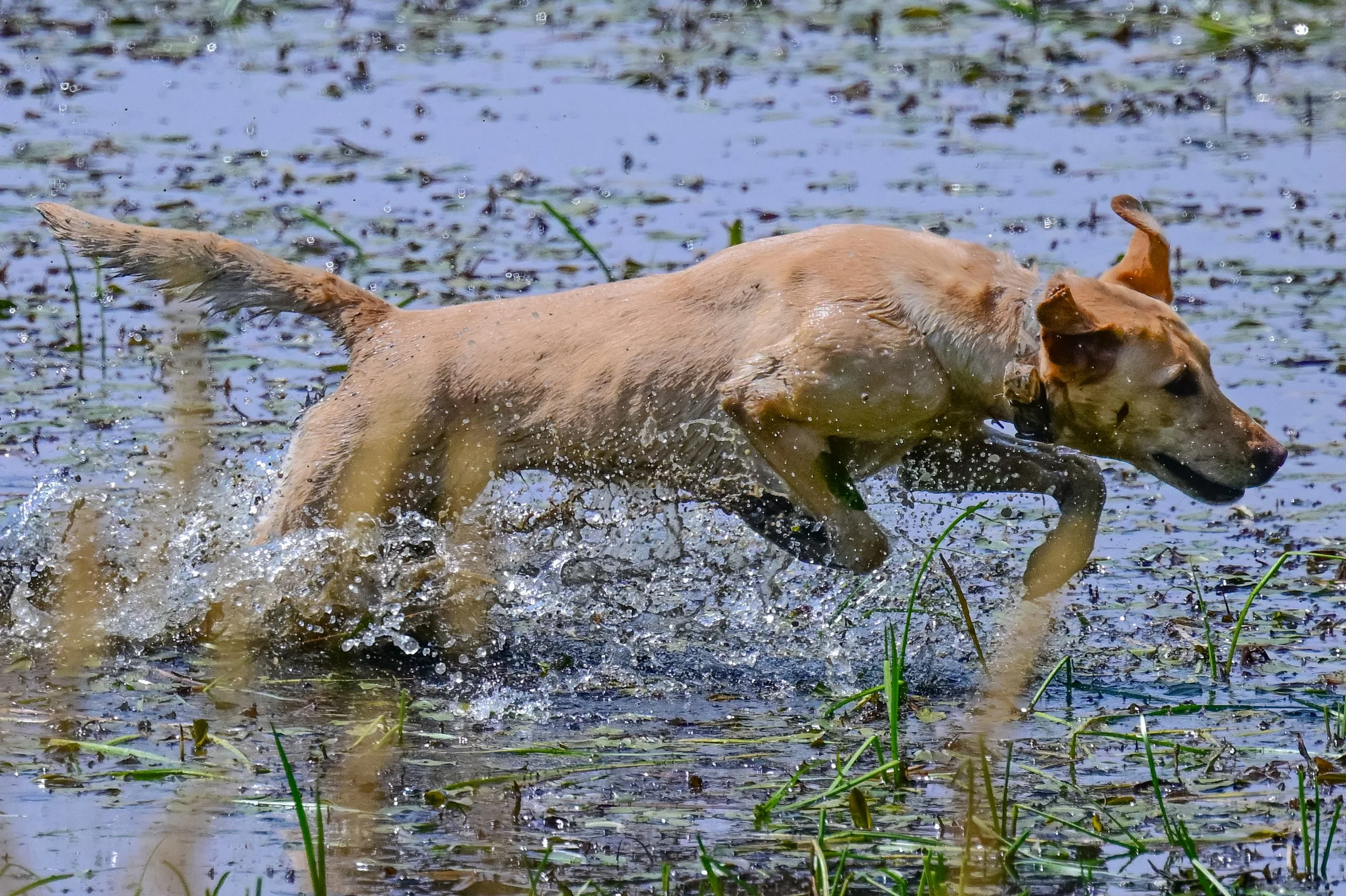 A yellow Labrador Retriever dog running through a shallow body of water, splashing as it moves, with green aquatic plants and mud visible around.