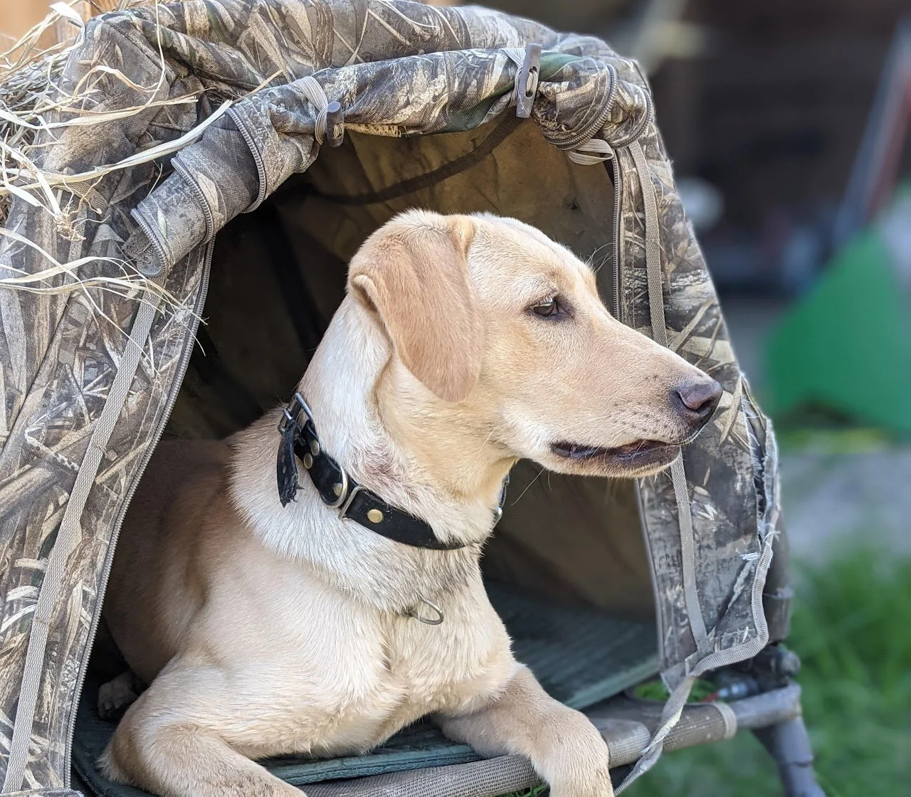 A puppy with light-colored fur, wearing a black collar, sitting inside a camo-patterned backpack with the flap open.