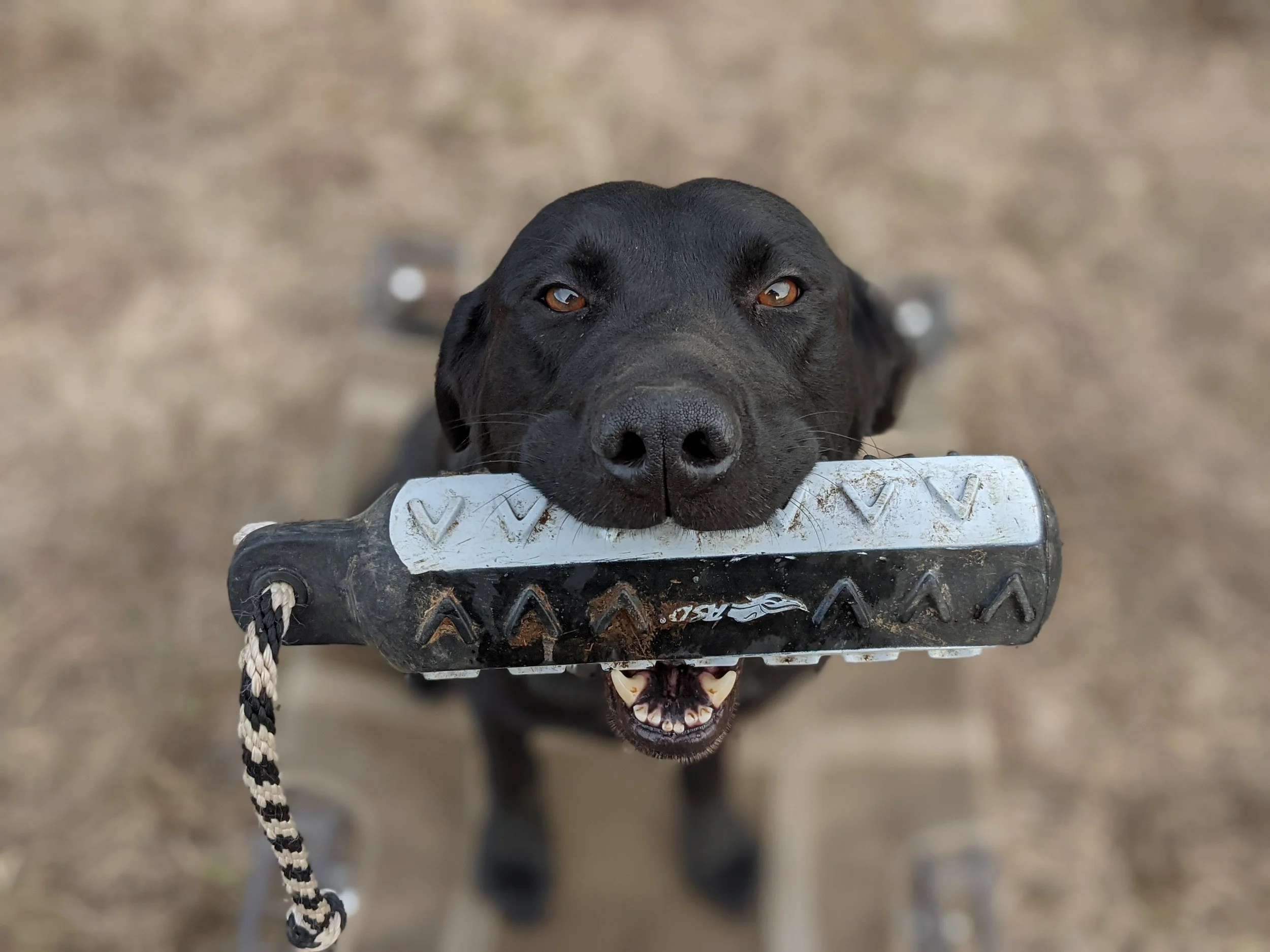 Black dog holding a metal track in its mouth at a park or outdoor area.