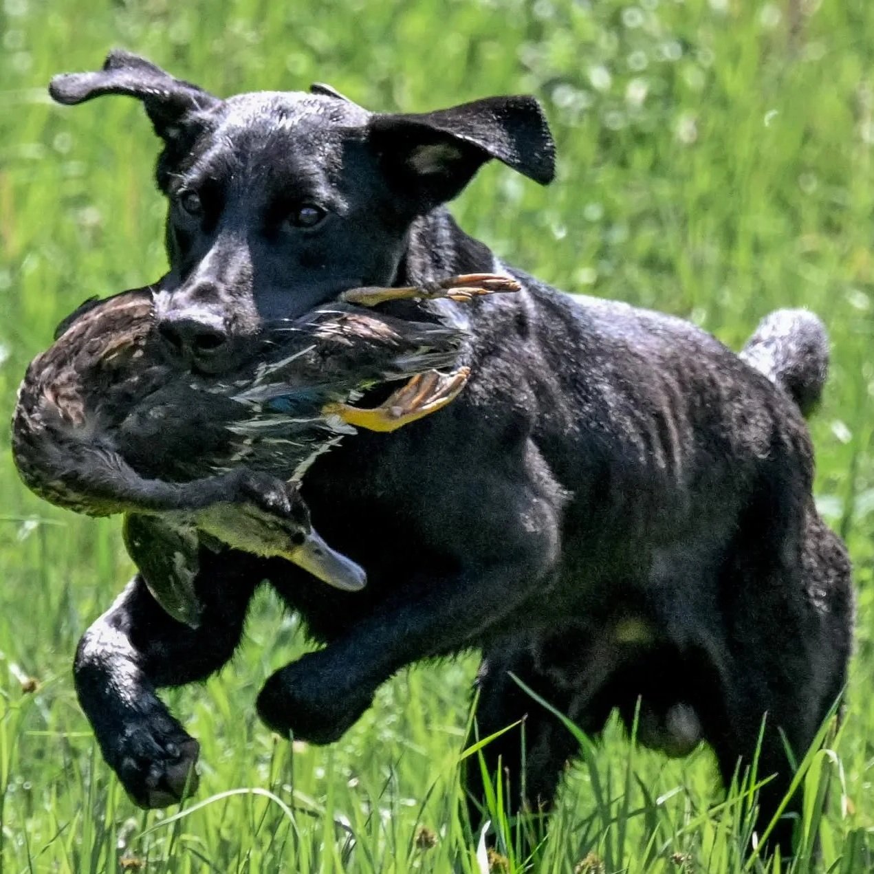 A black dog carrying a bird in its mouth while running through green grass.