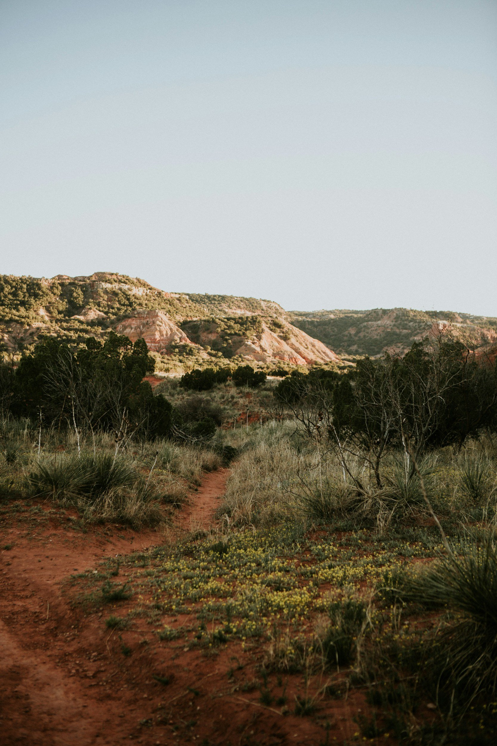 A dirt trail running through a desert landscape with shrubs and small trees, leading towards distant rocky hills under a clear sky.
