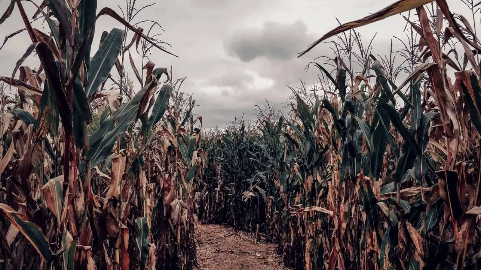 Haunted Maze Run