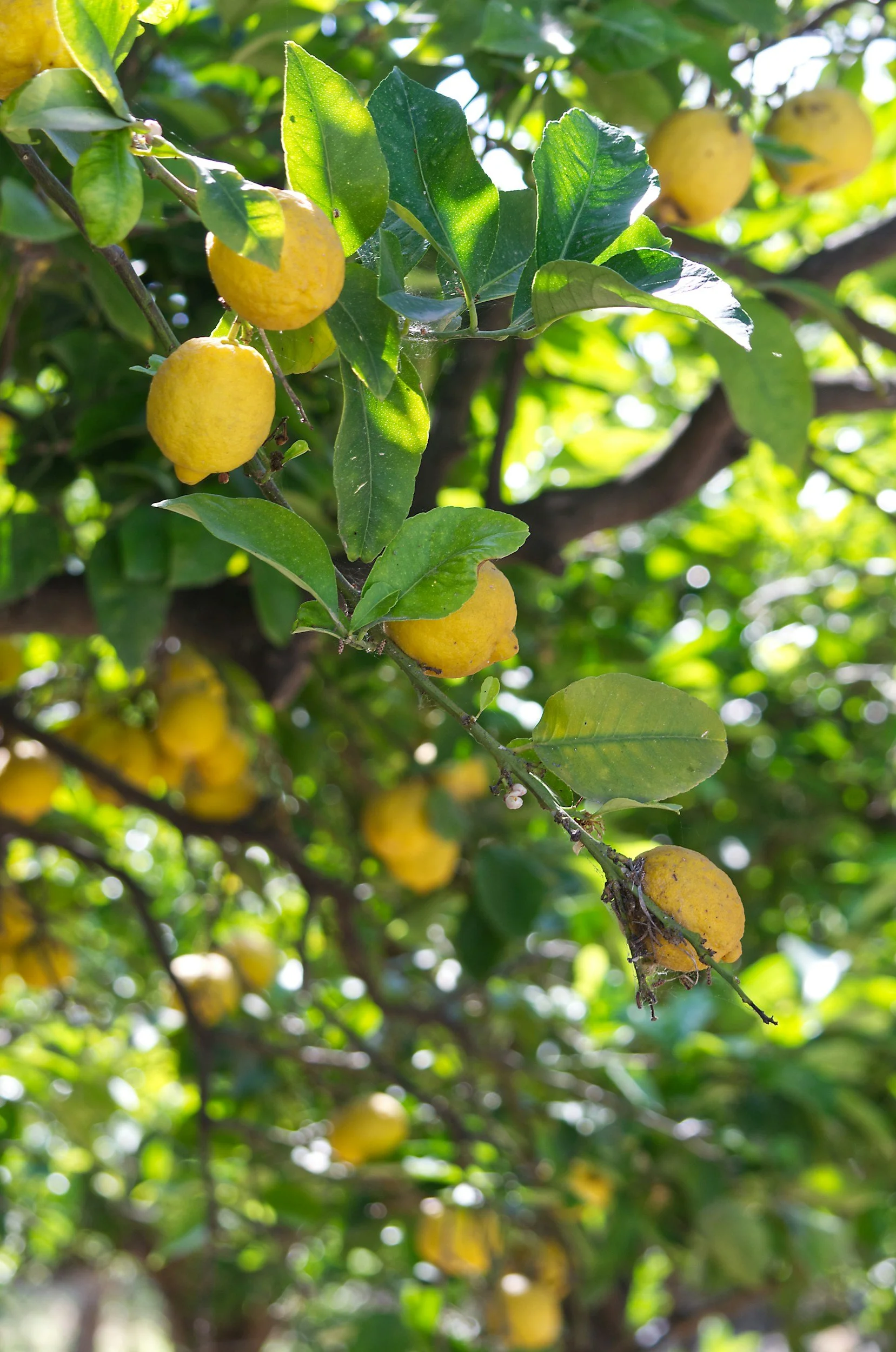 Lemon tree with ripe yellow lemons hanging from branches amidst green leaves.
