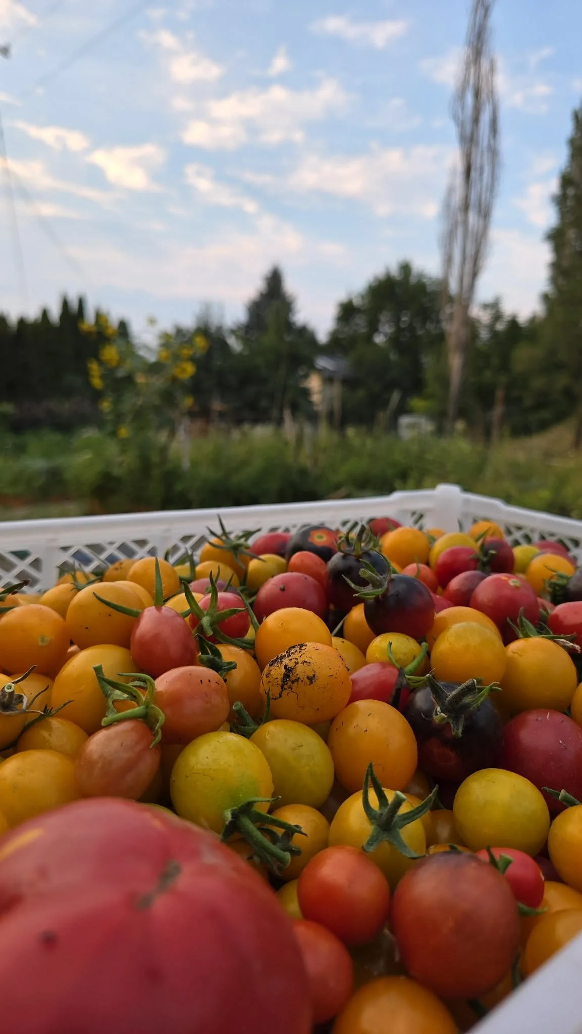 A basket filled with various colorful cherry tomatoes set outdoors with a blurred background of trees, a cloudy sky, and plants.