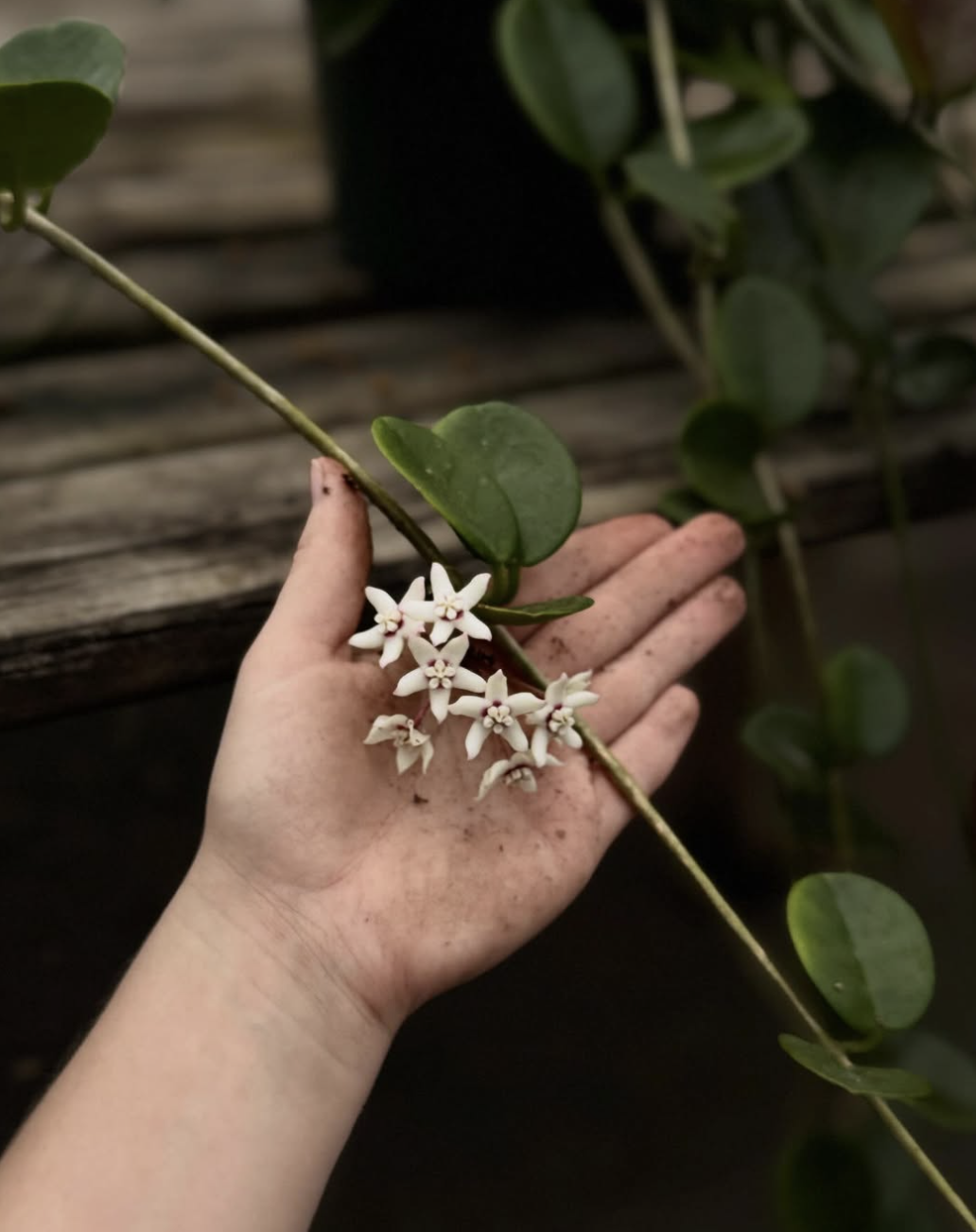 Person holding a thin green stem with small white star-shaped flowers and green oval leaves, with a wooden surface in the background.