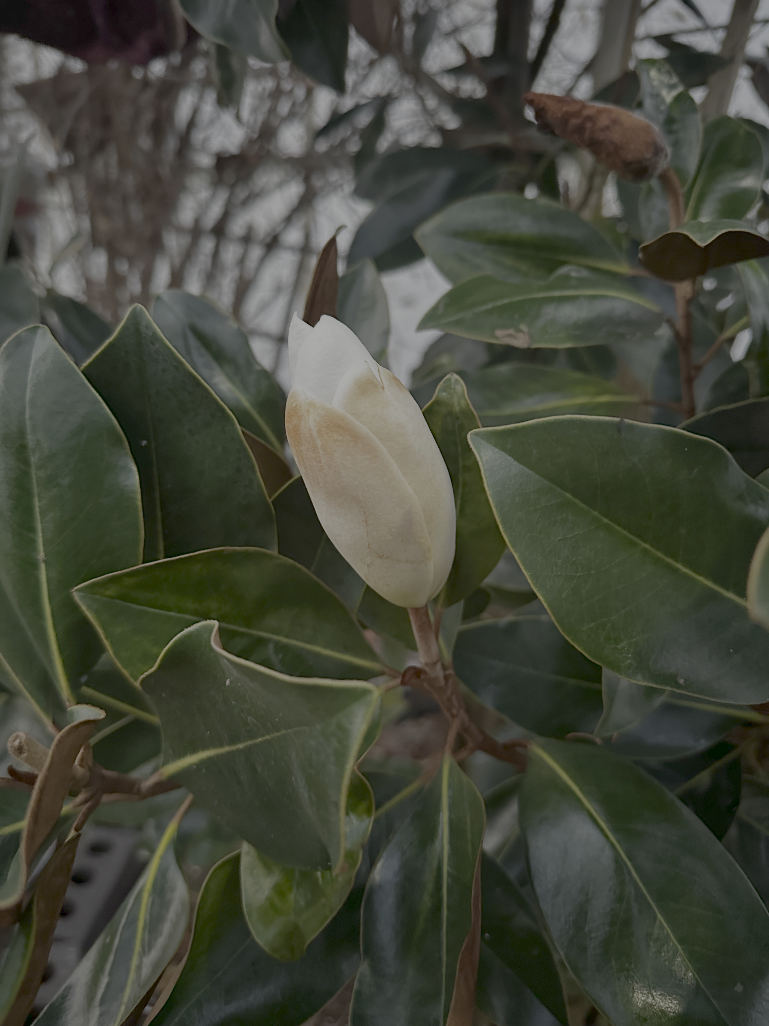 A budding white flower surrounded by dark green holly leaves with pointed edges and a shiny surface, some brown dead leaves in the background.