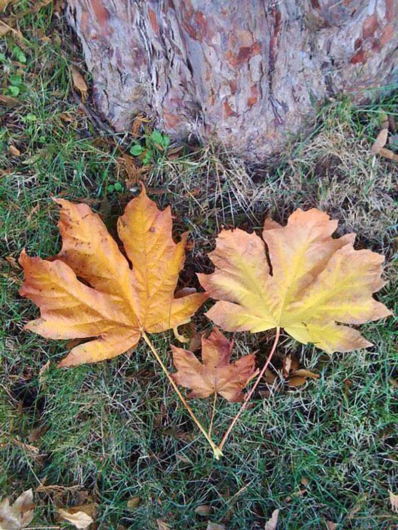 Four yellow and brown fall leaves on grass near the base of a tree trunk.
