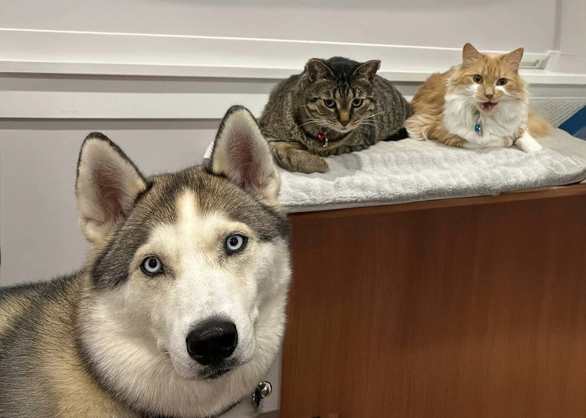 A Siberian Husky dog with blue eyes in the foreground. Behind it, three cats are lying on a grey mat atop a wooden surface: one tabby cat with a red collar, one orange and white long-haired cat with a blue collar, and a third cat that is not fully visible.