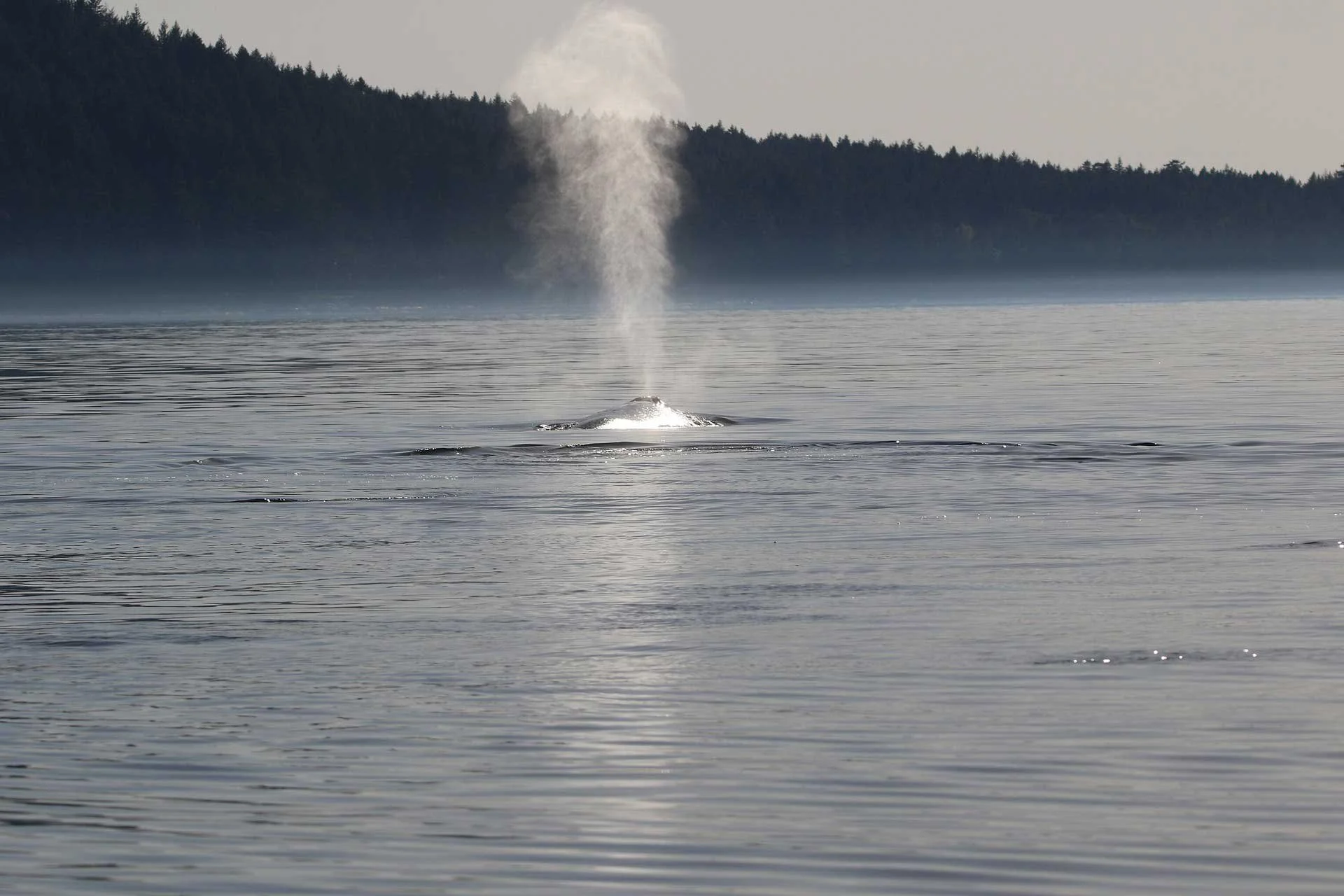 A whale surfacing in a calm body of water, with steam/spout coming from its blowhole, and a dense forest in the background.