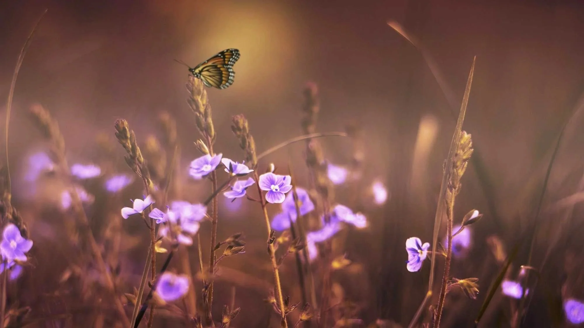 A butterfly flying above purple wildflowers in a field at sunset.