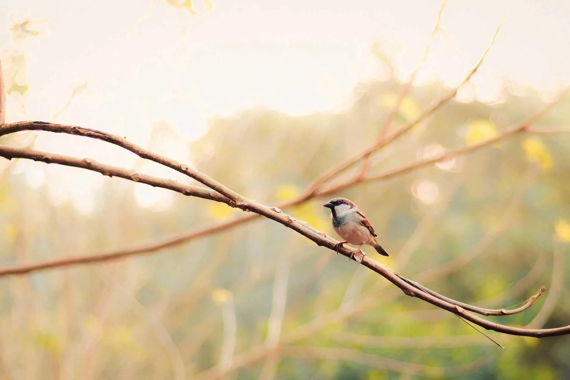 A small bird perched on a thin branch with a blurred background of soft colors and sunlight.
