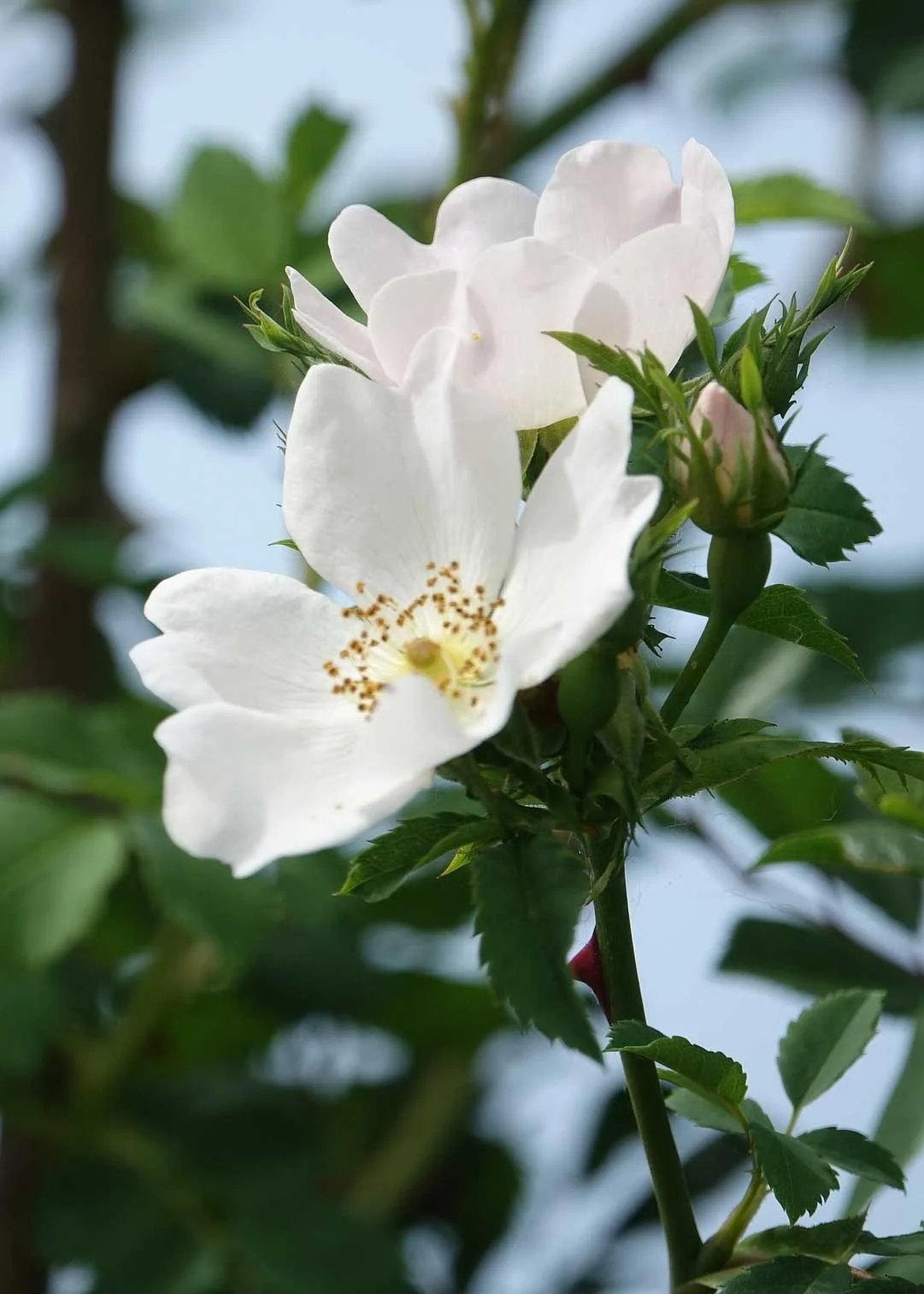 Close-up of white flowers blooming on a green plant with leaves, set against a blurred blue sky background.