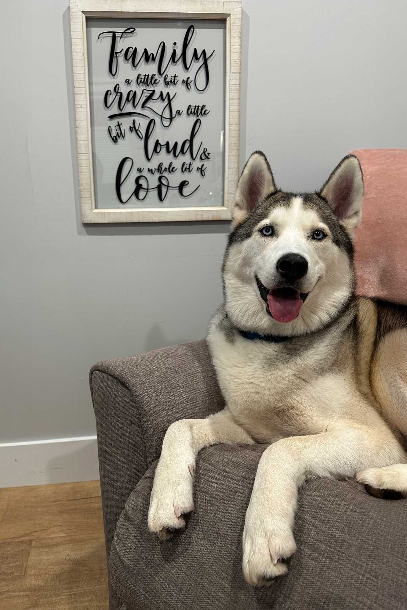 A happy Siberian Husky dog with blue eyes, sitting on a brown couch in a living room. In the background, there is a wall with a framed decorative sign that reads, 'Family, a little bit of crazy, a little bit of loud & a whole lot of love.'