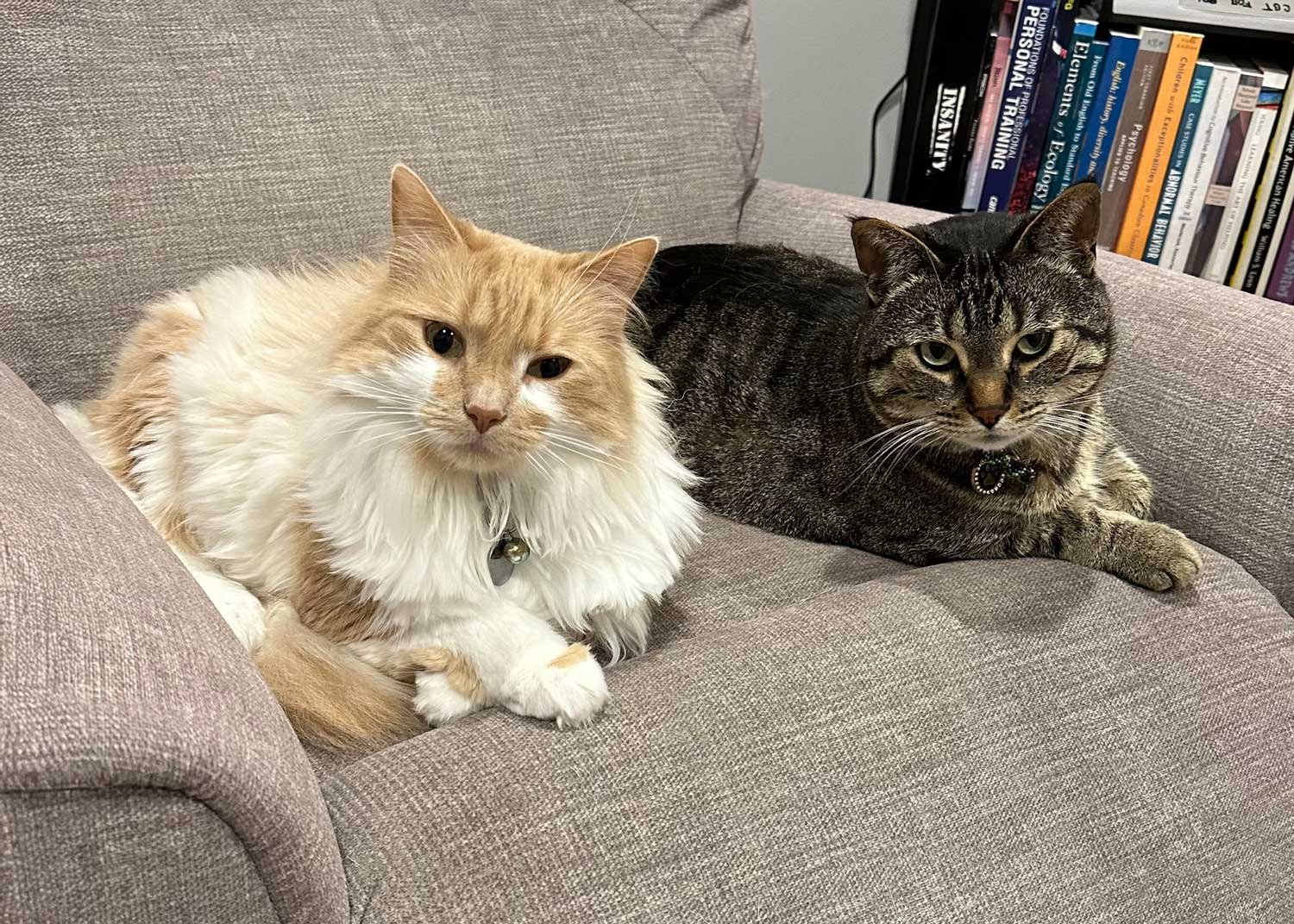 Two cats lying on a gray fabric sofa, one with orange and white fur, and the other with gray and black striped fur, with books on a shelf in the background.