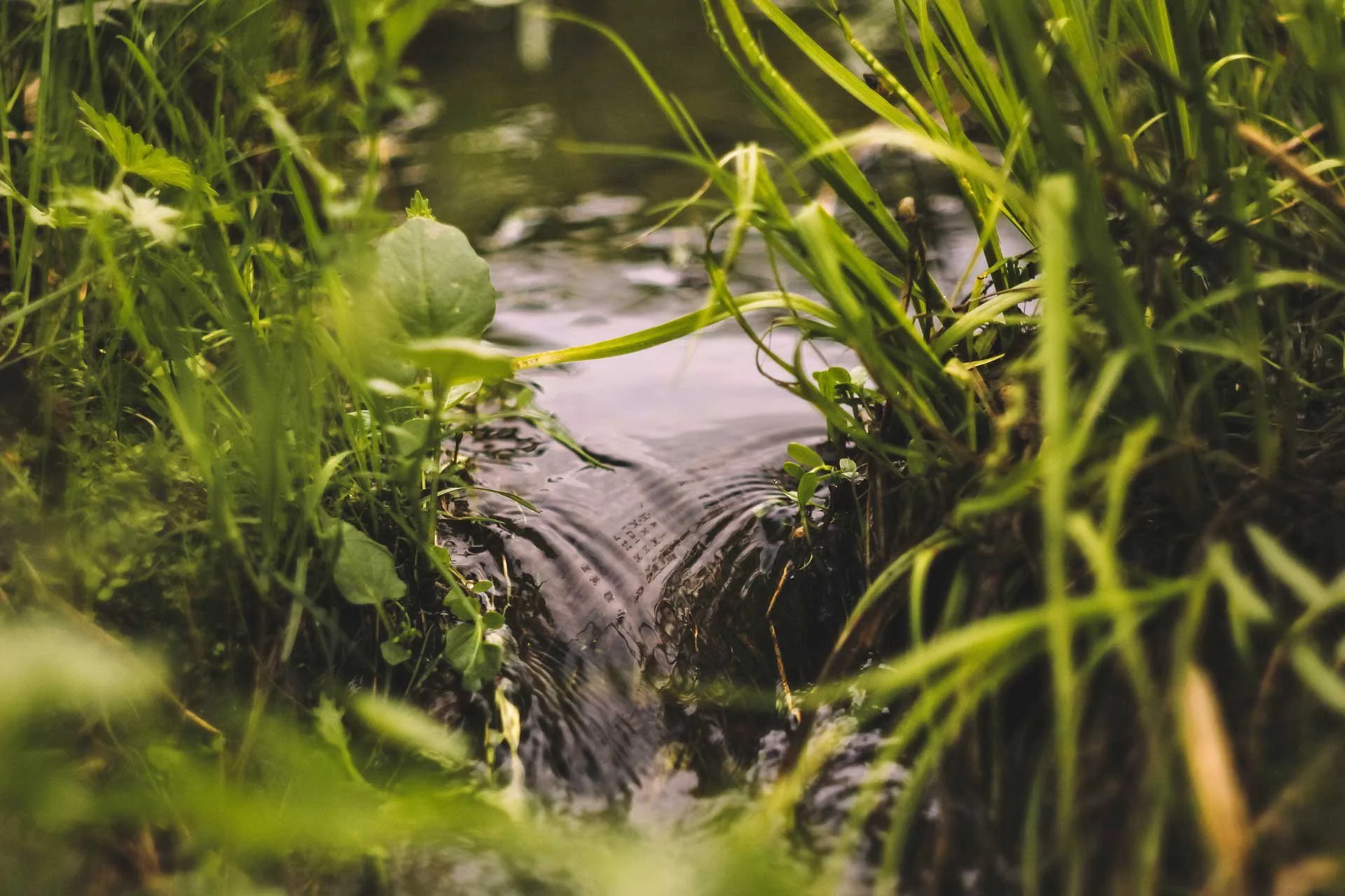 Close-up of a small stream with water flowing through grass and plants along the banks.