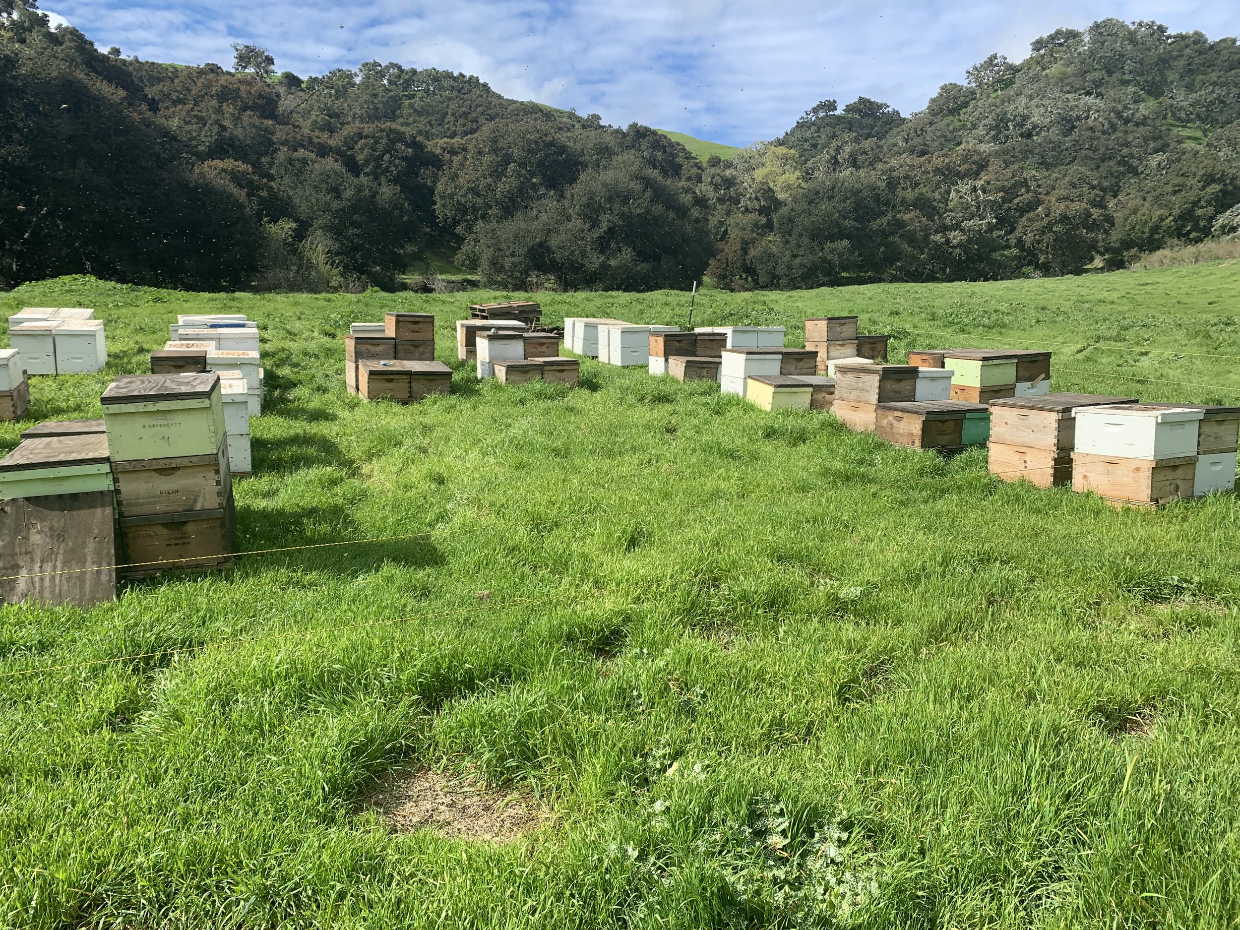 Multiple beehives in a grassy field with hills and trees in the background under a partly cloudy sky.