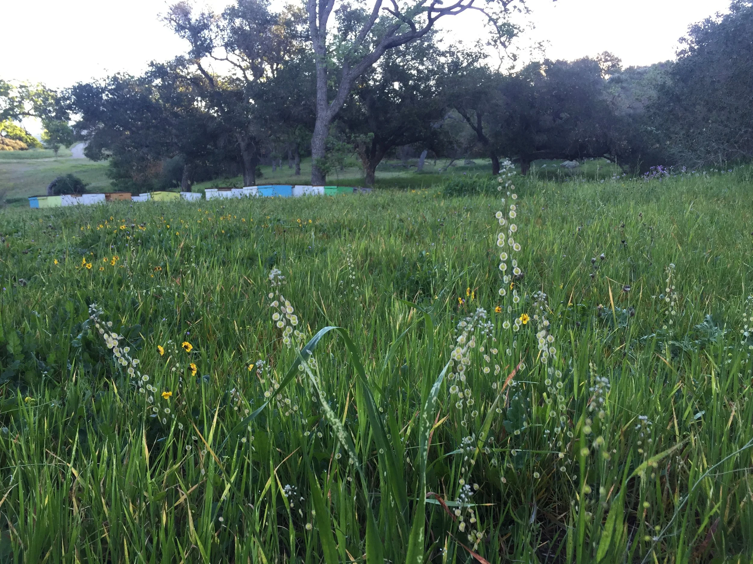 A grassy field with small yellow and white wildflowers, surrounded by trees in the background.