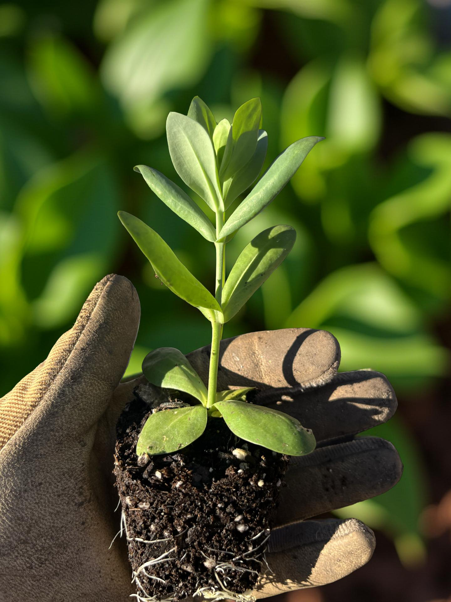 Why I Started Pepperwood Petal